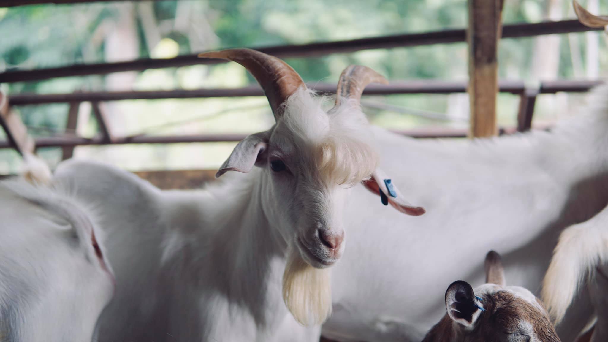 11-month-old Harini Ramos is the most gorgeous goat you'll see today. 