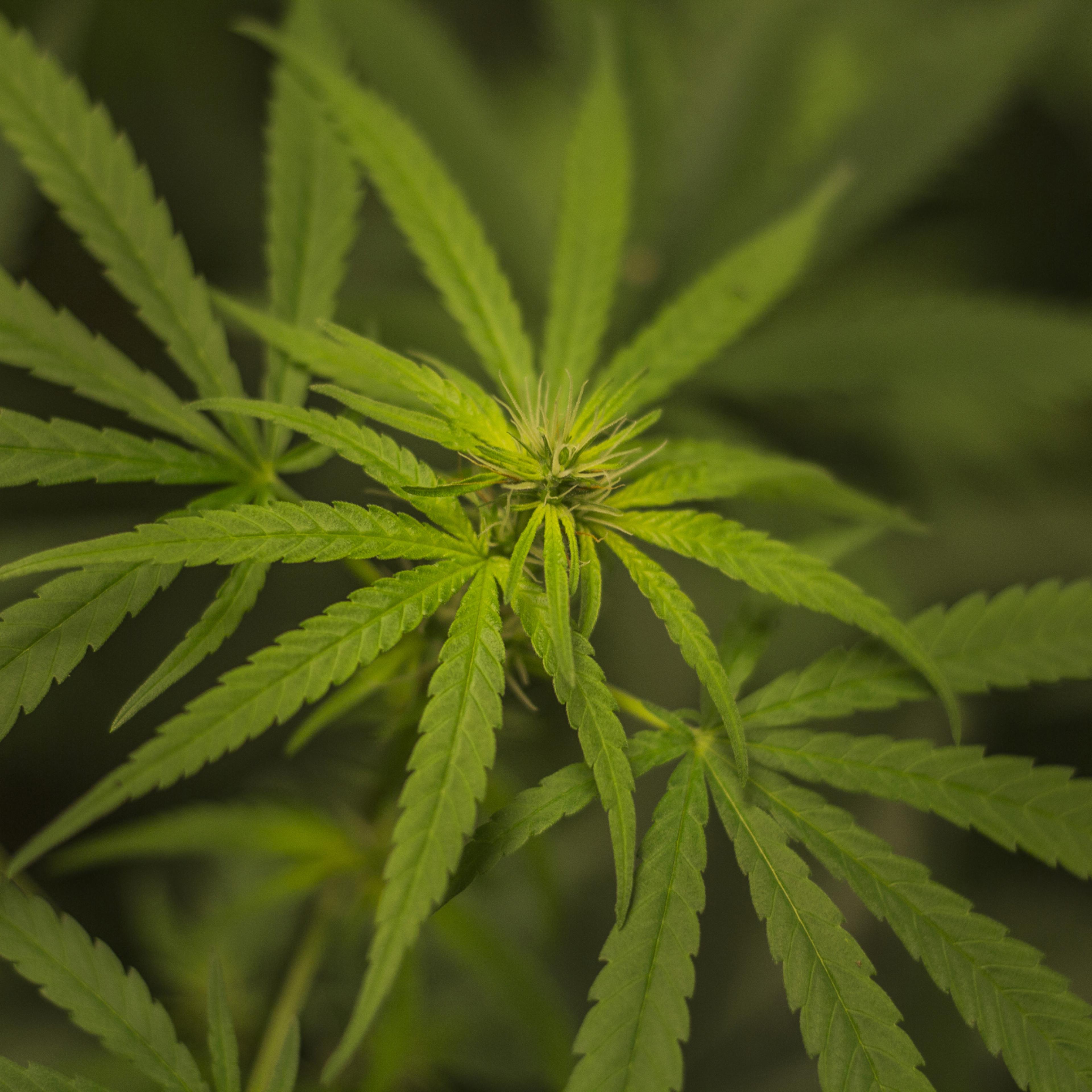 Cannabis