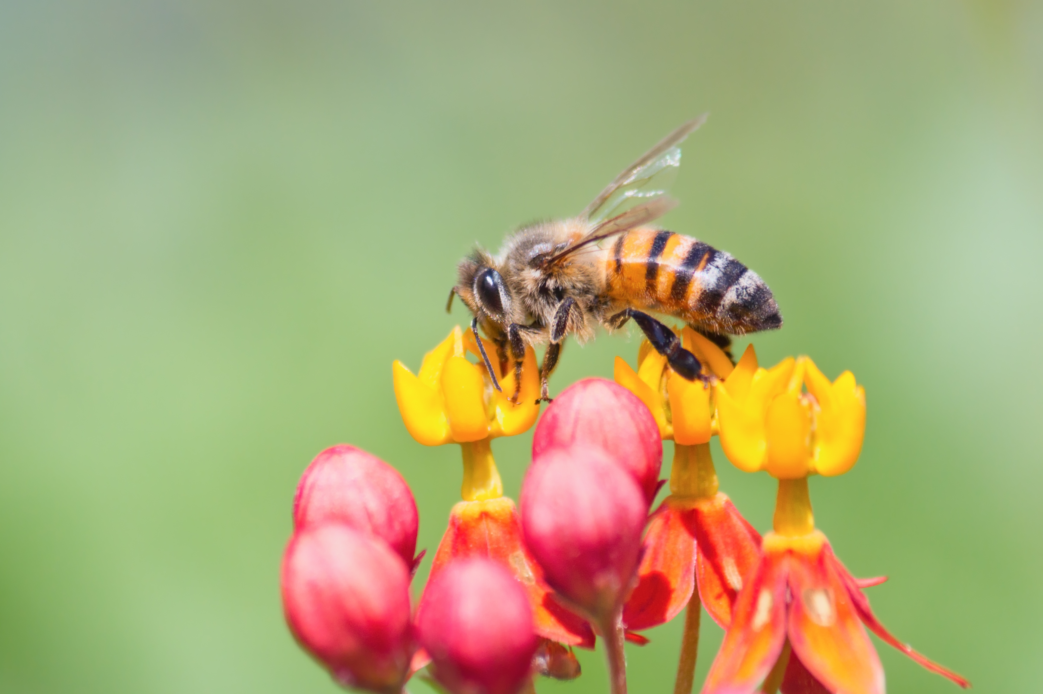 bees climate change