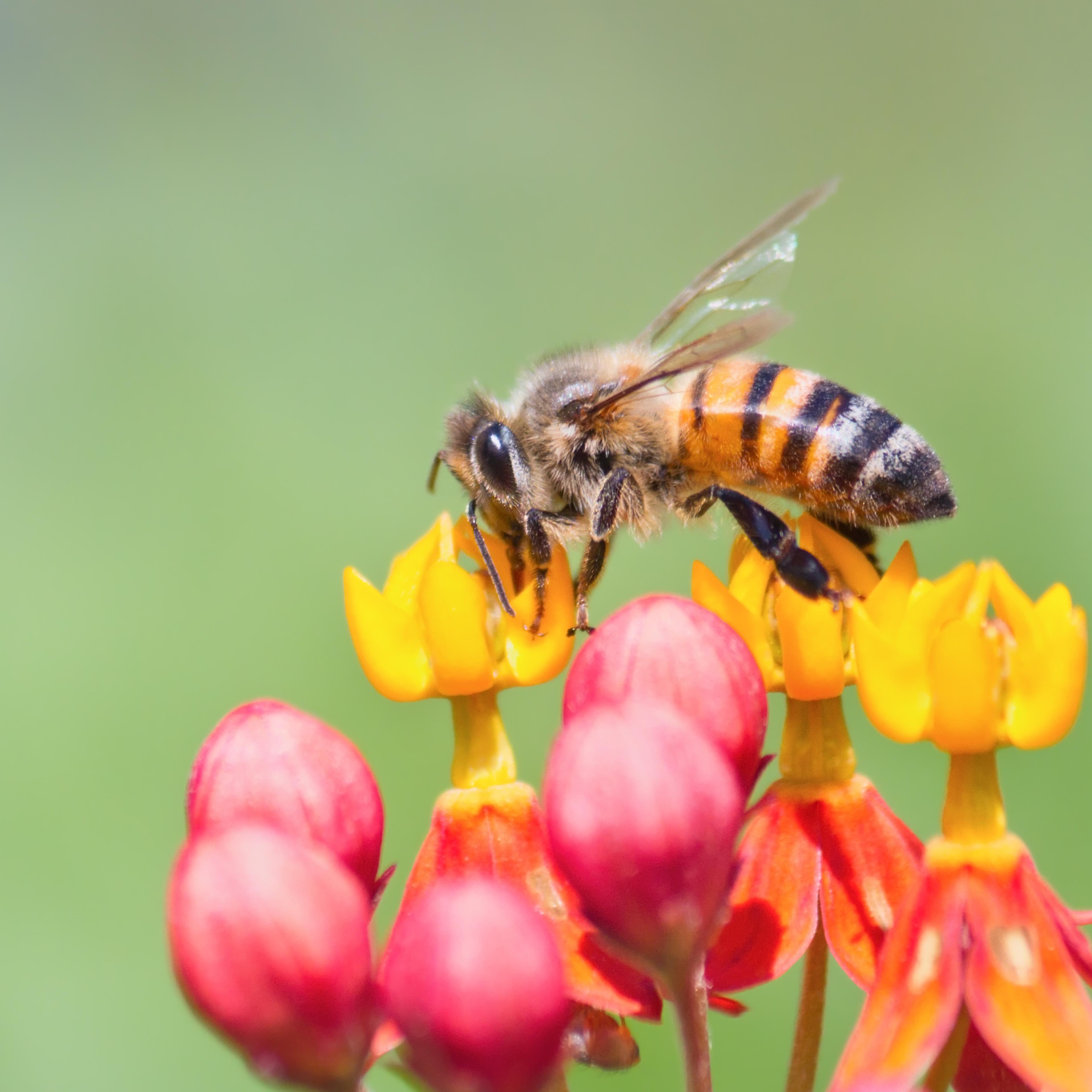 bees climate change