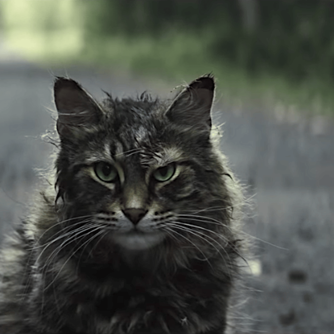 'Pet Sematary' Cat Leo Dies