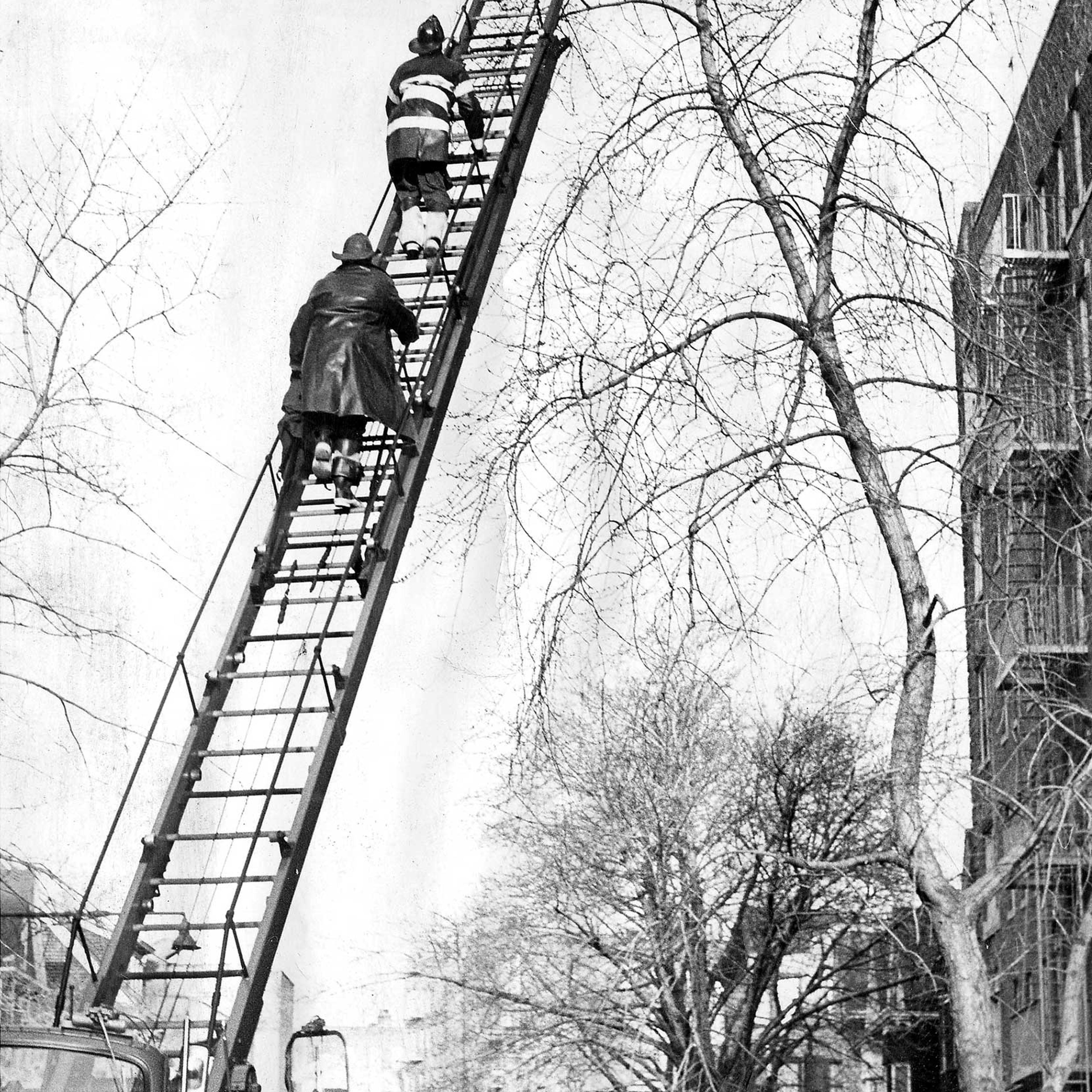 Bronx fireman Jesse Johnson and fellow firefighter climb an aerial ladder to rescue a cat who has been caught in the top of a tree for 26 hours in Bronx, New York City.