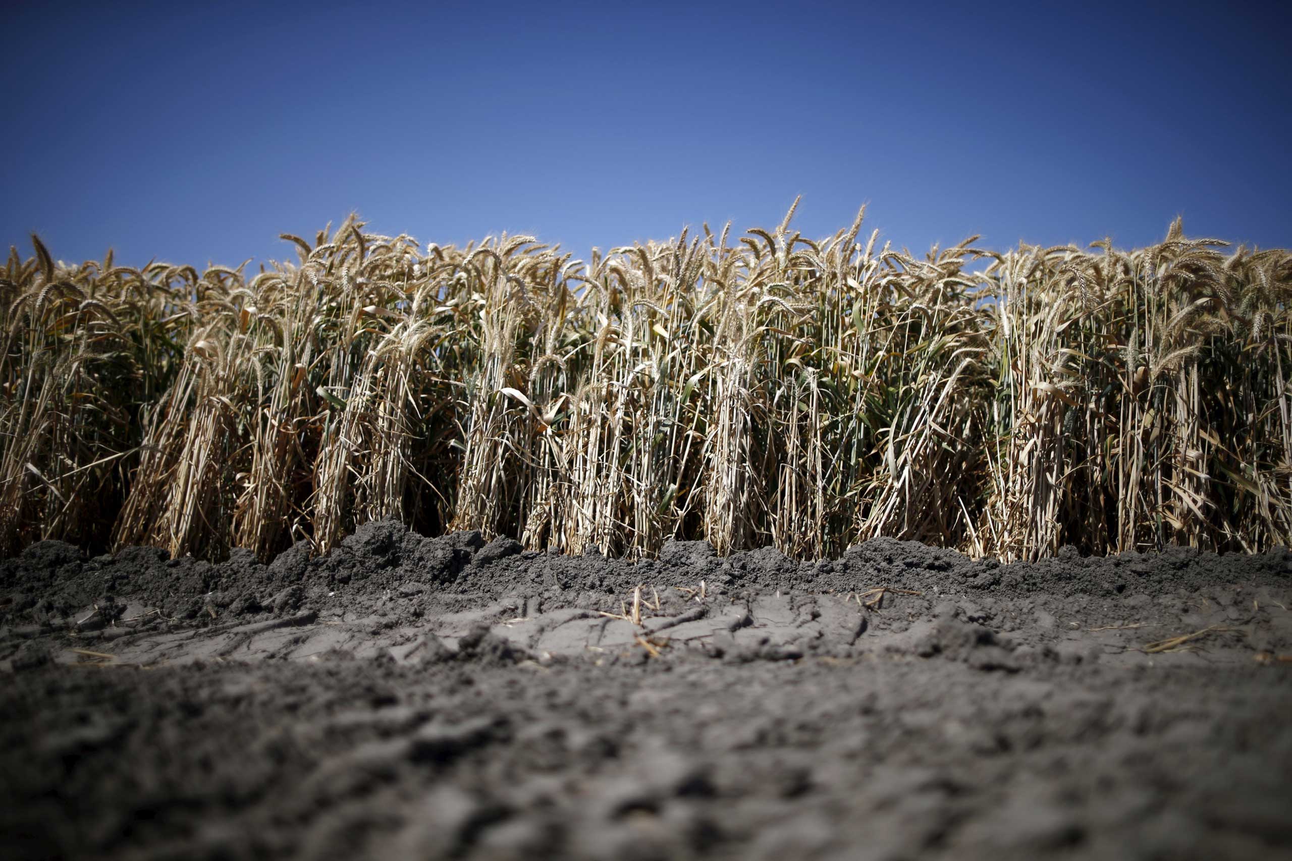 A wheat field is seen in Los Banos