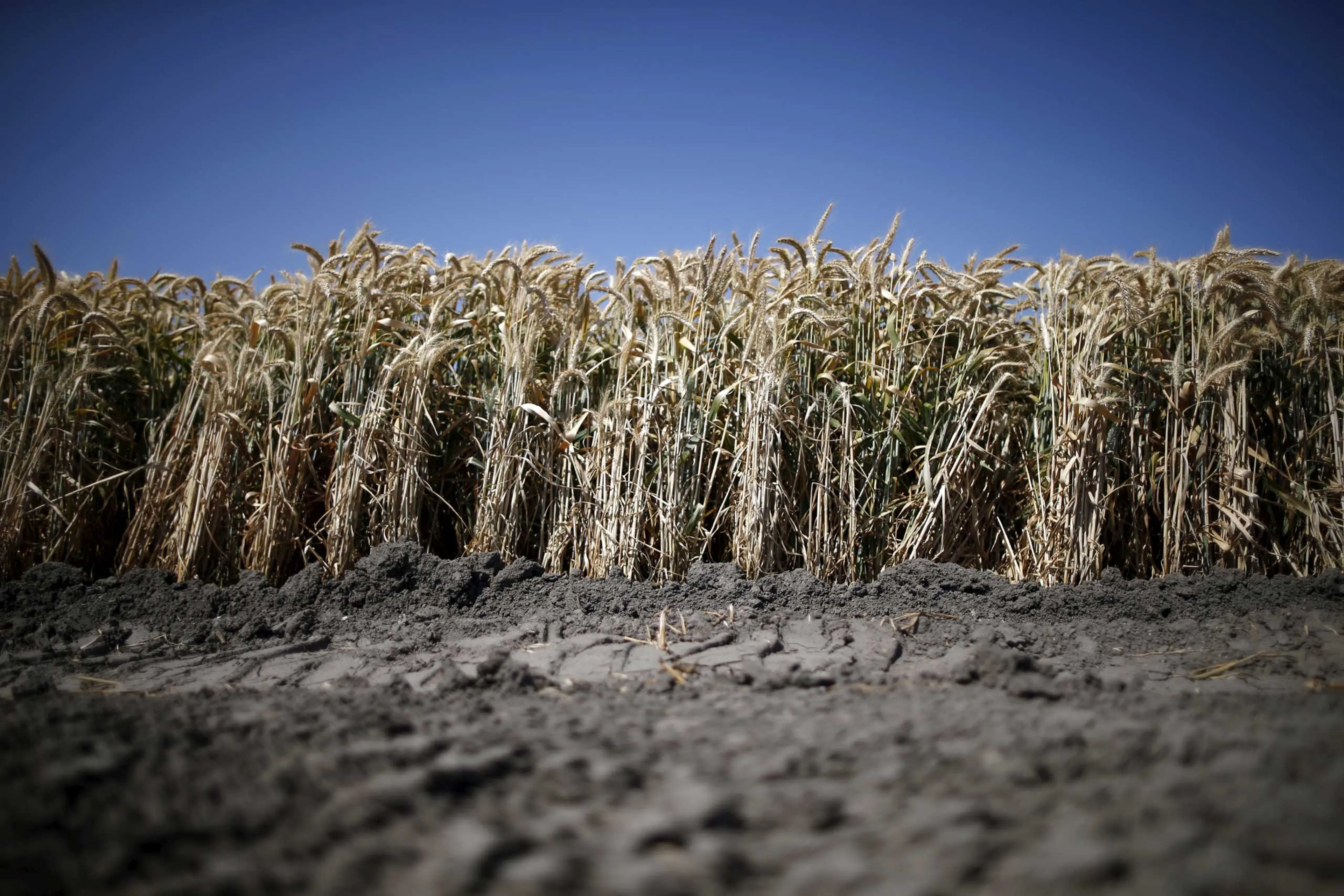 A wheat field is seen in Los Banos