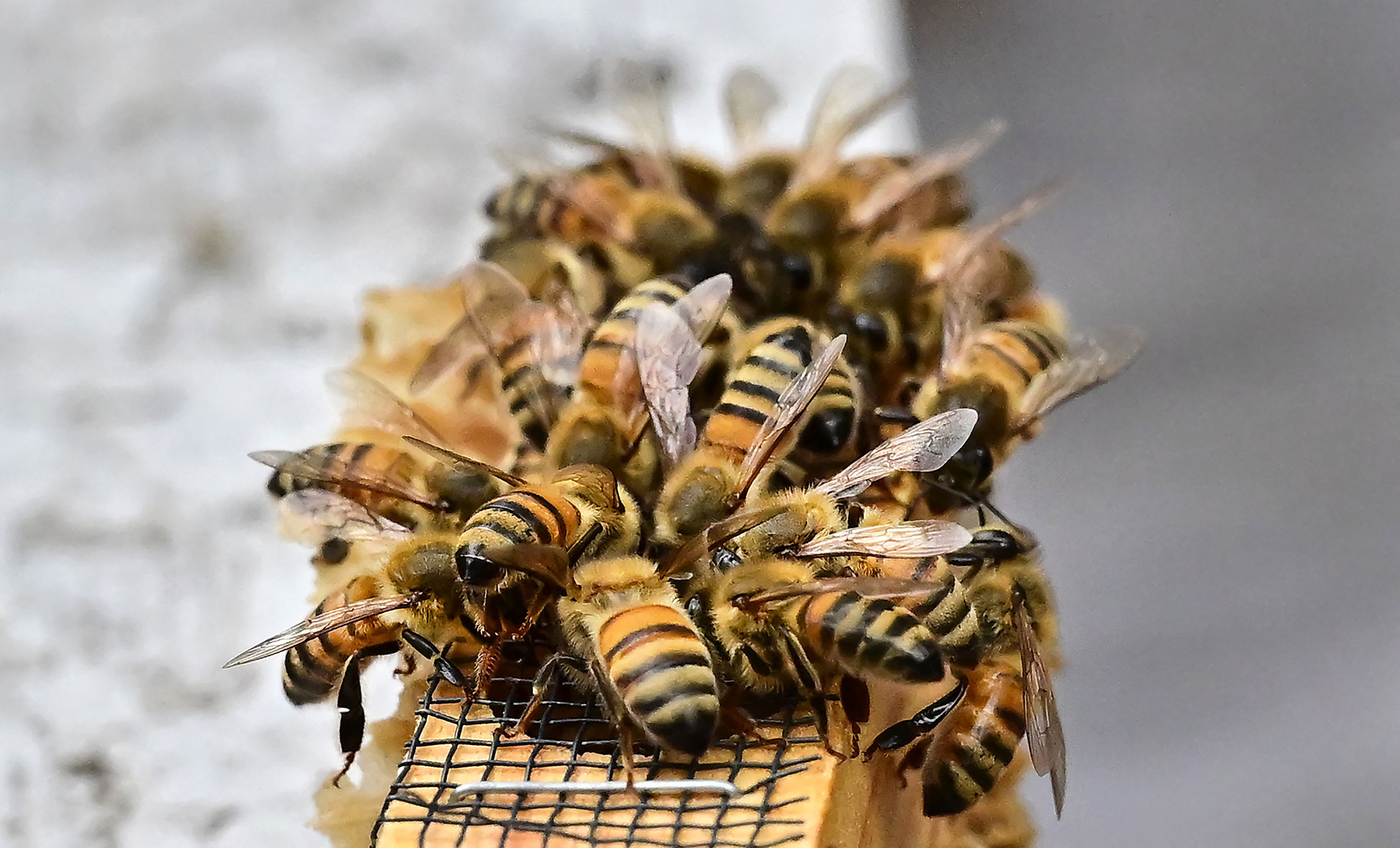 A queen bee's cage is covered with nurse bees during the production of honey in Pasadena, Calif, on May 31, 2023.