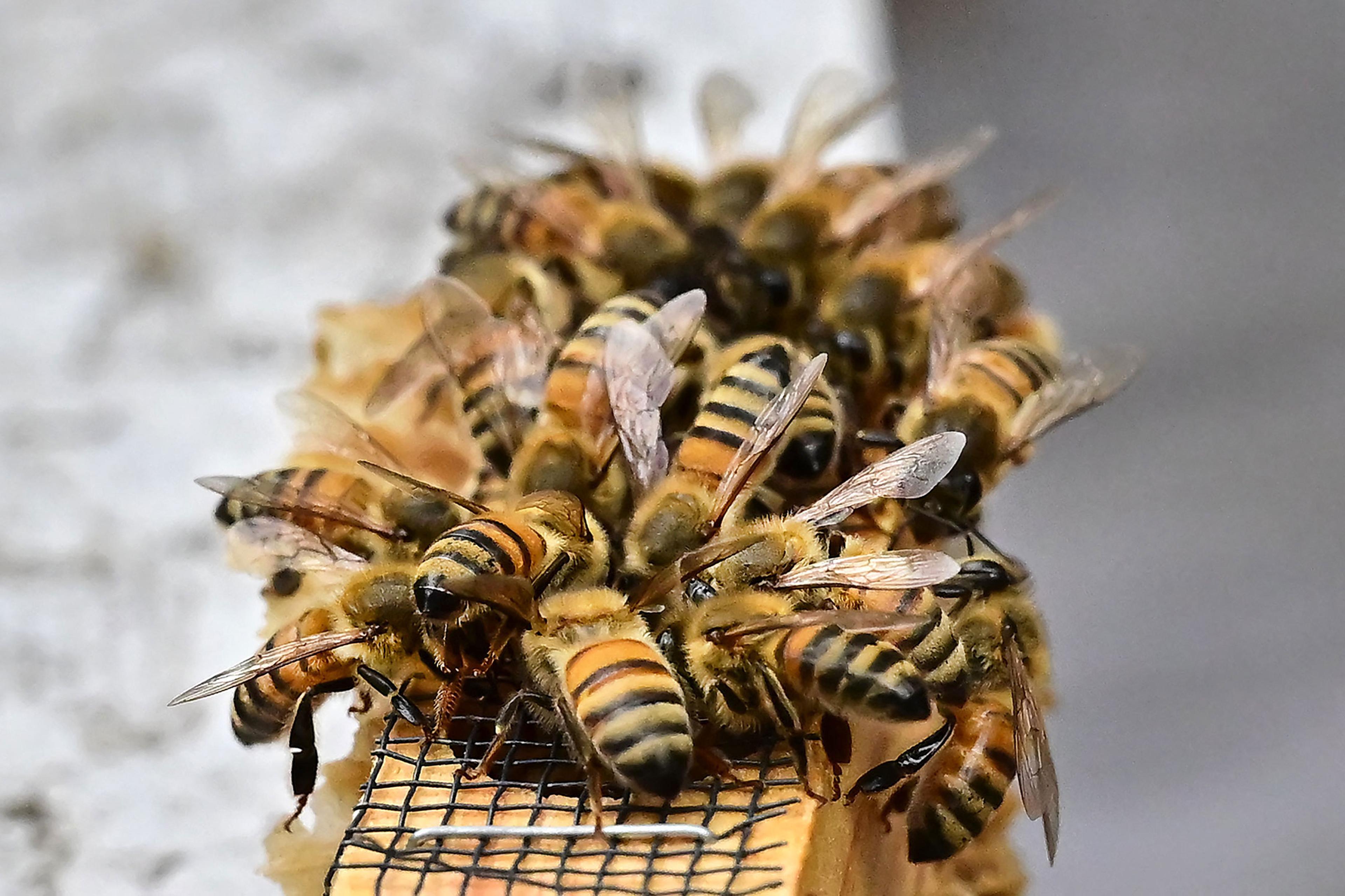 A queen bee's cage is covered with nurse bees during the production of honey in Pasadena, Calif, on May 31, 2023.