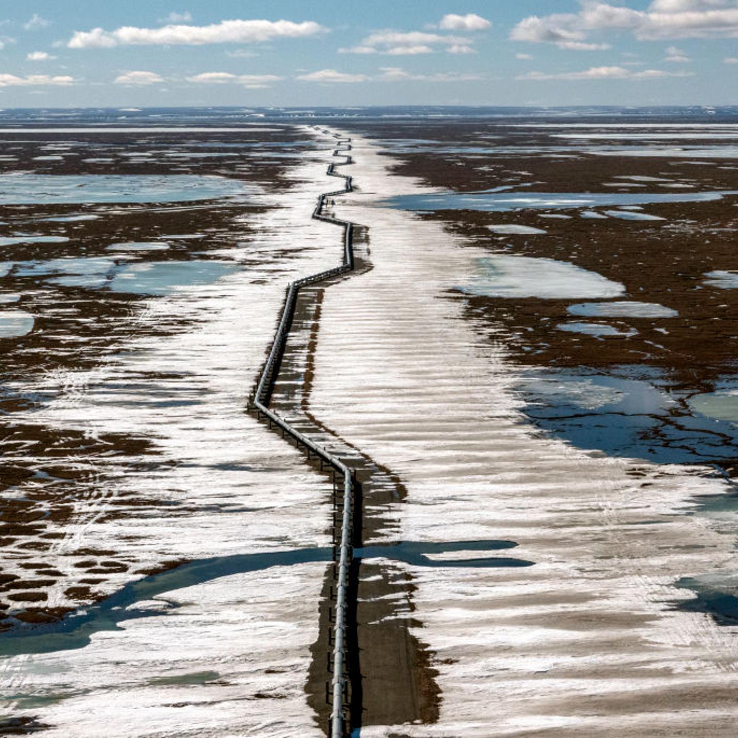 Alaska Climate Change Wildlife Oil Drilling Caribou BirdsScience