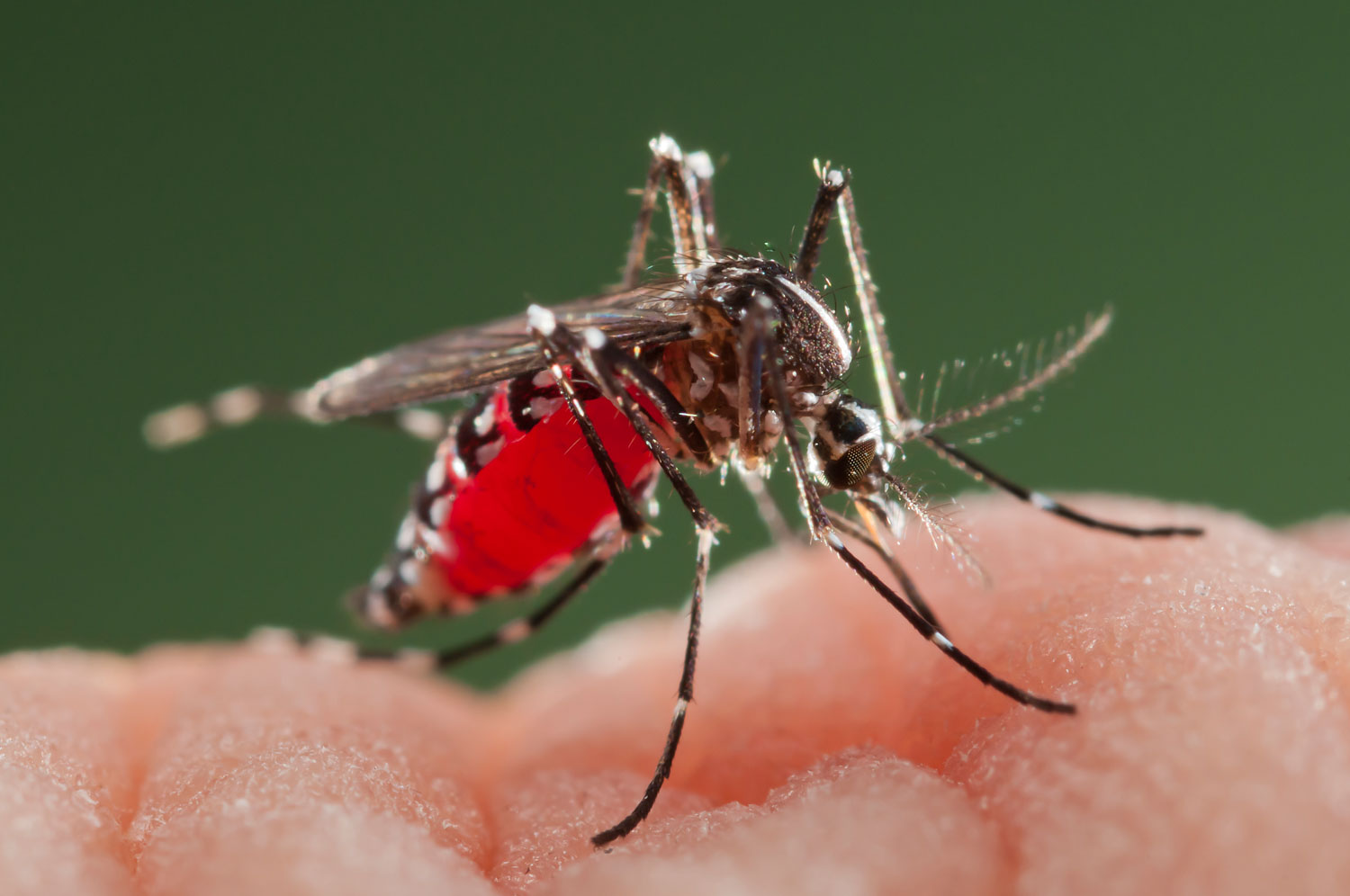 Asian Tiger Mosquito biting on human skin