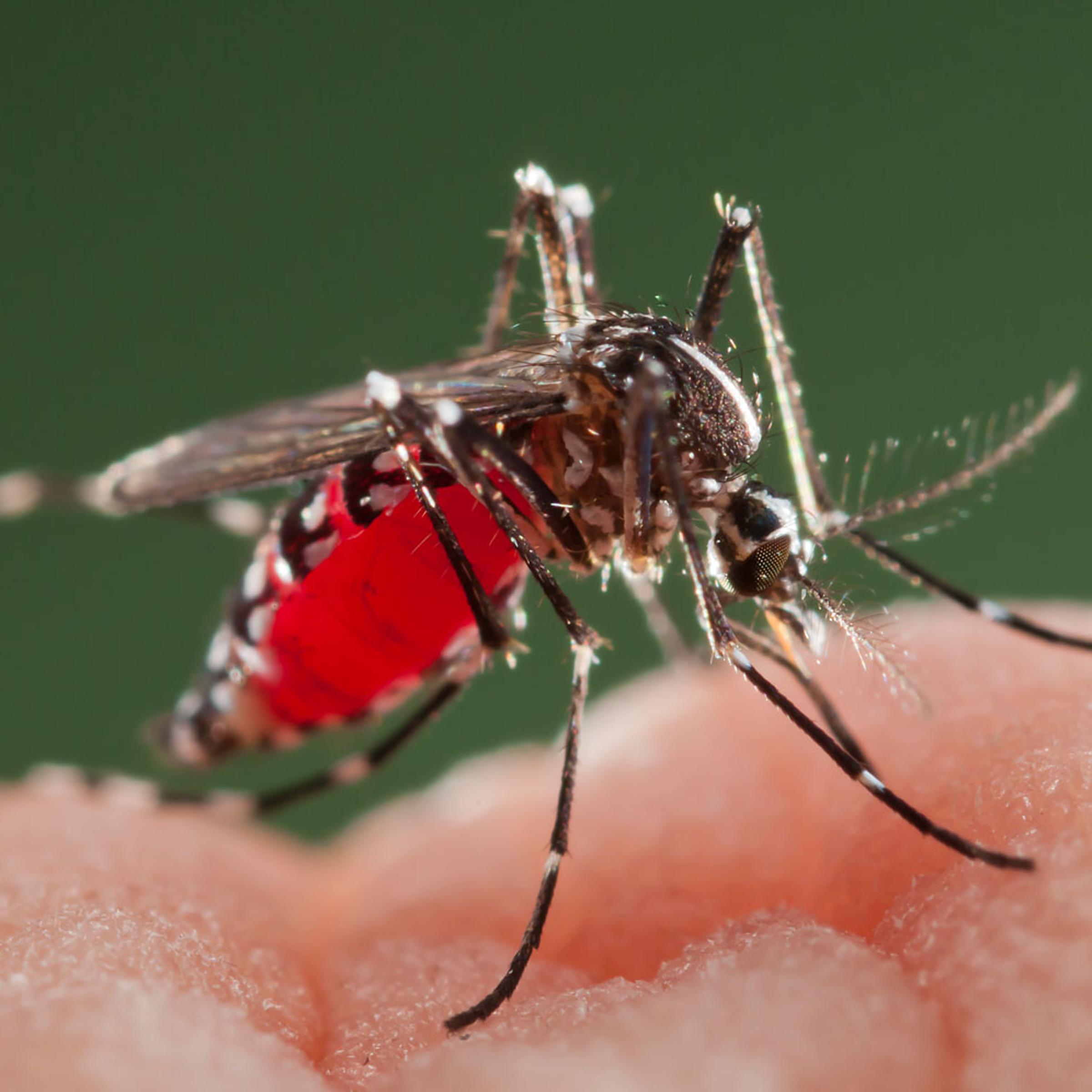 Asian Tiger Mosquito biting on human skin