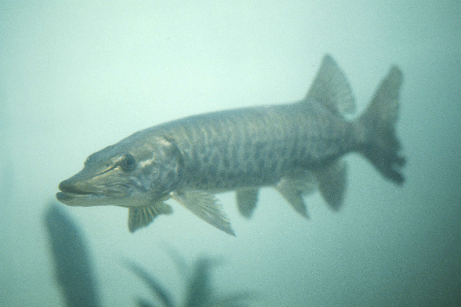 Muskie fish