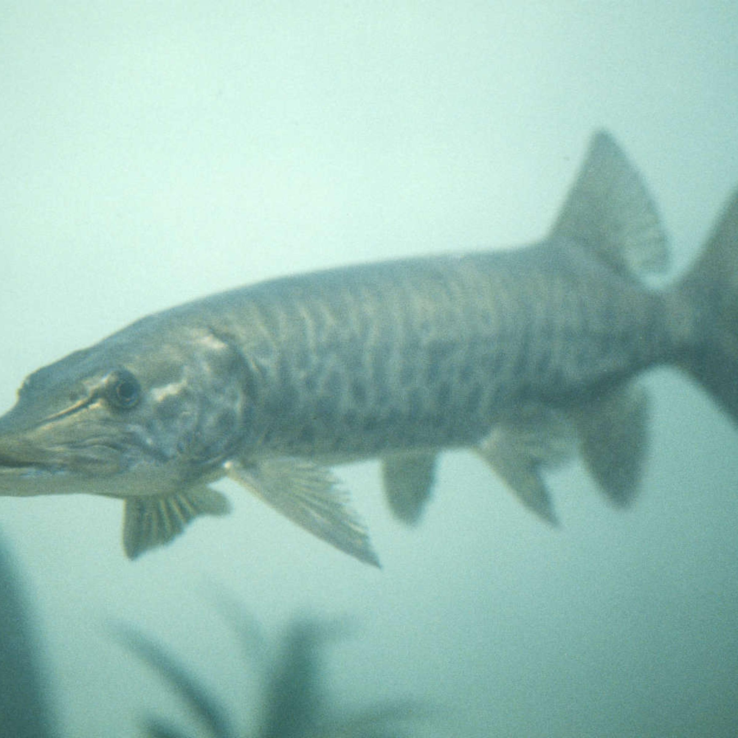 Muskie fish