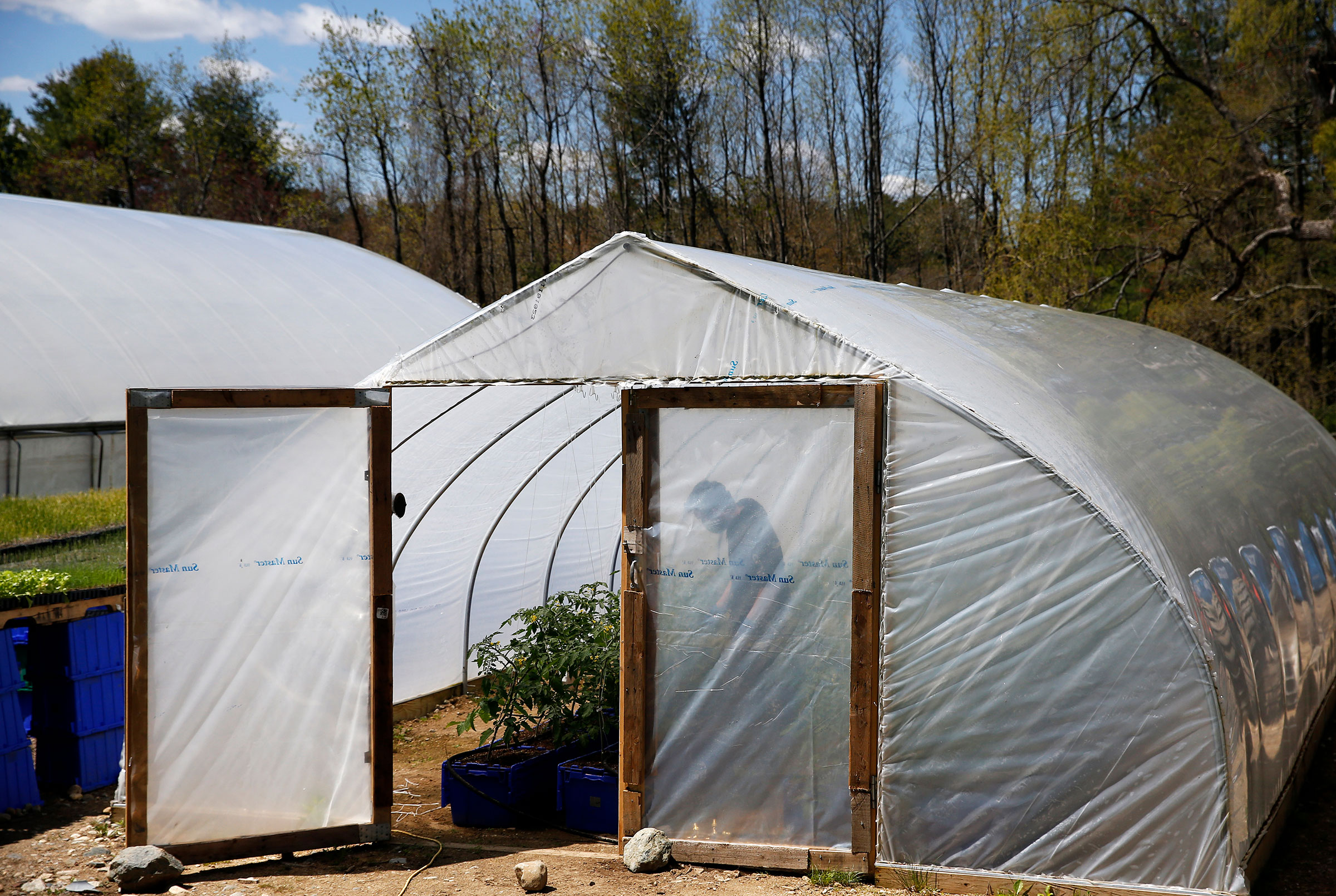 A Siena Farms employee tends to the cherry tomatoes inside the greenhouse in Sudbury, Mass. on May 13, 2020.
