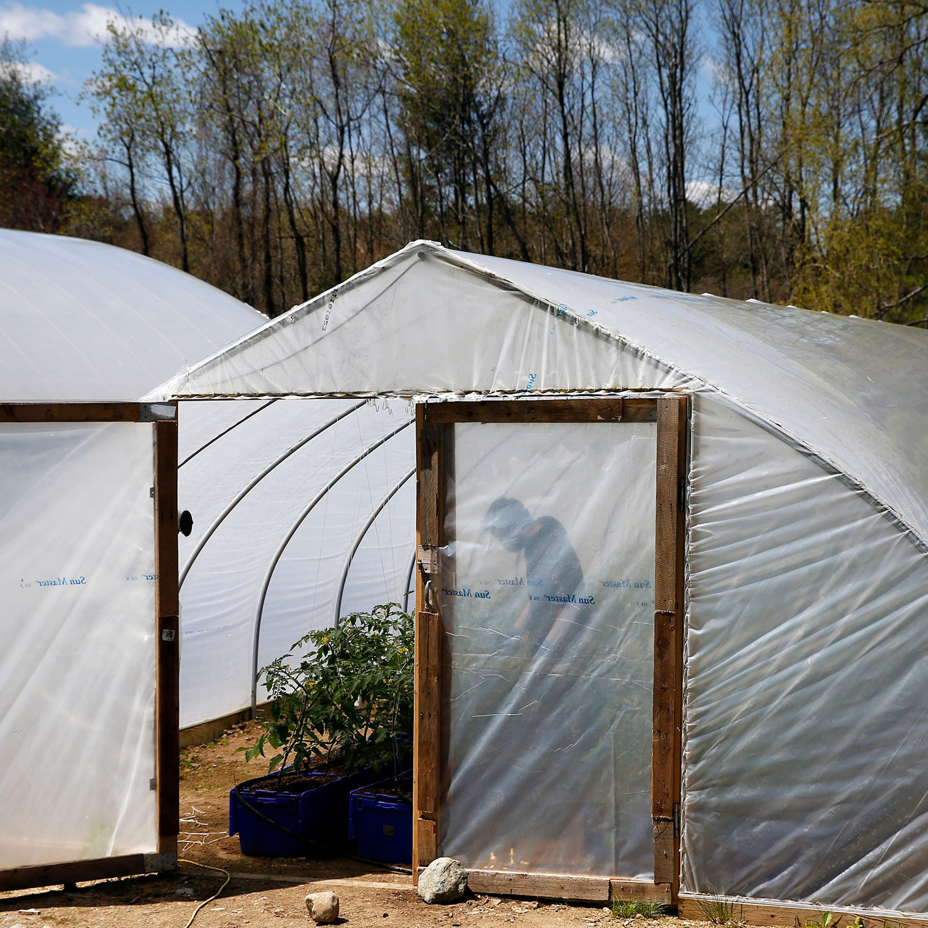 A Siena Farms employee tends to the cherry tomatoes inside the greenhouse in Sudbury, Mass. on May 13, 2020.