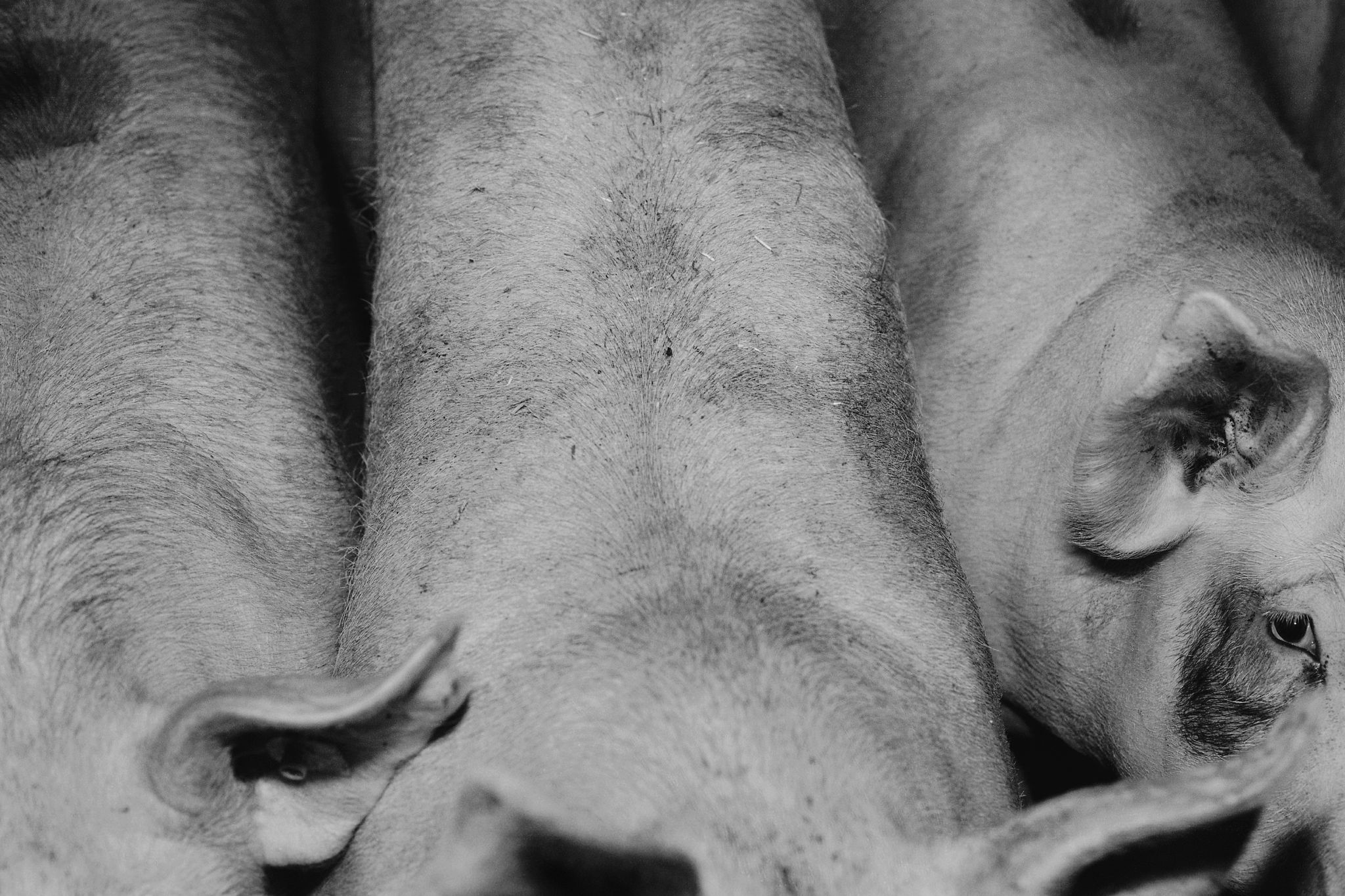 Winner, Prix Pictet<br /><br />
<i>Lebensmittel</i>, 2006-2010