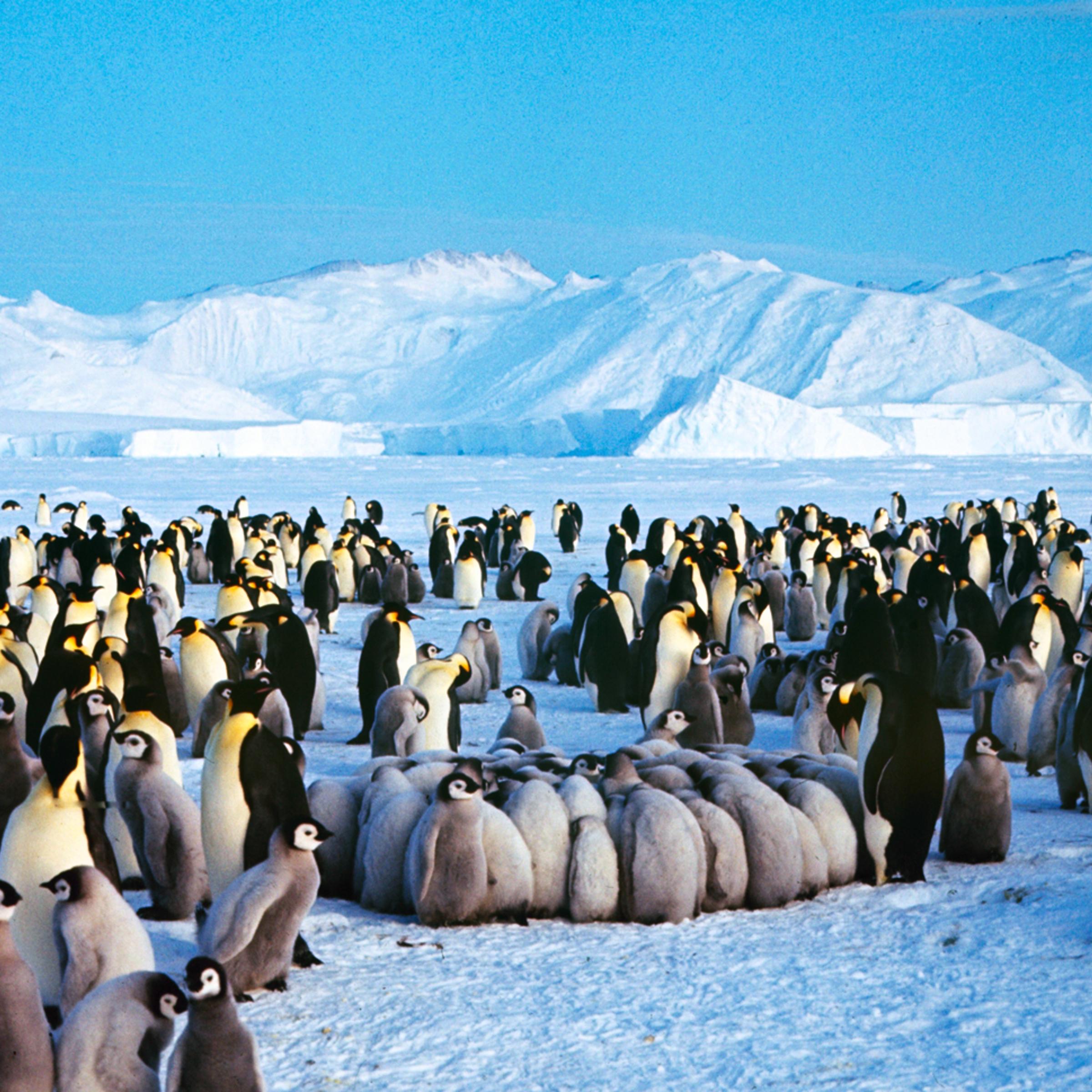 Penguins, Antarctica, 1964.