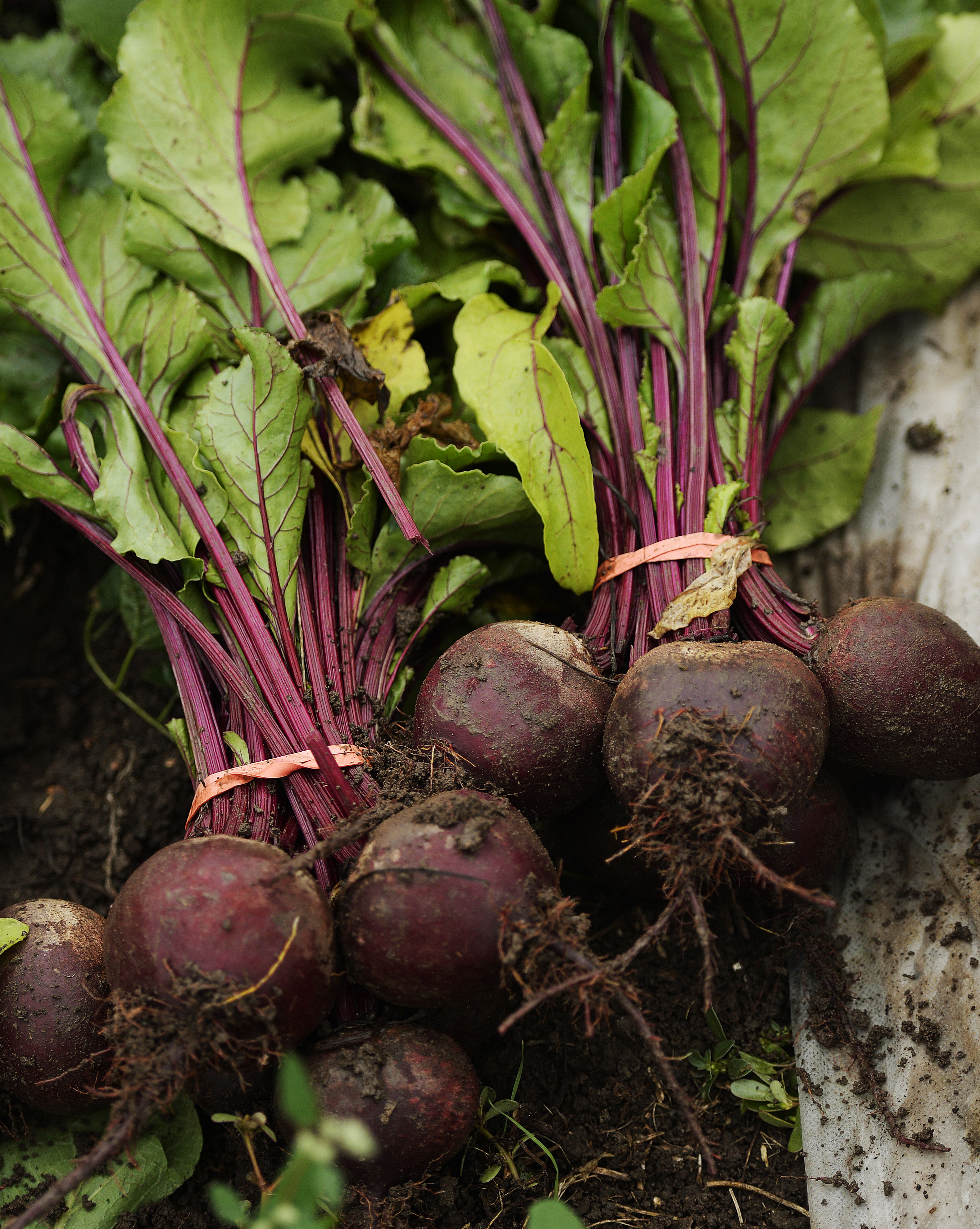 Golden Acre Farm,  a small organic veggie farm next to North Table Mountain in Golden