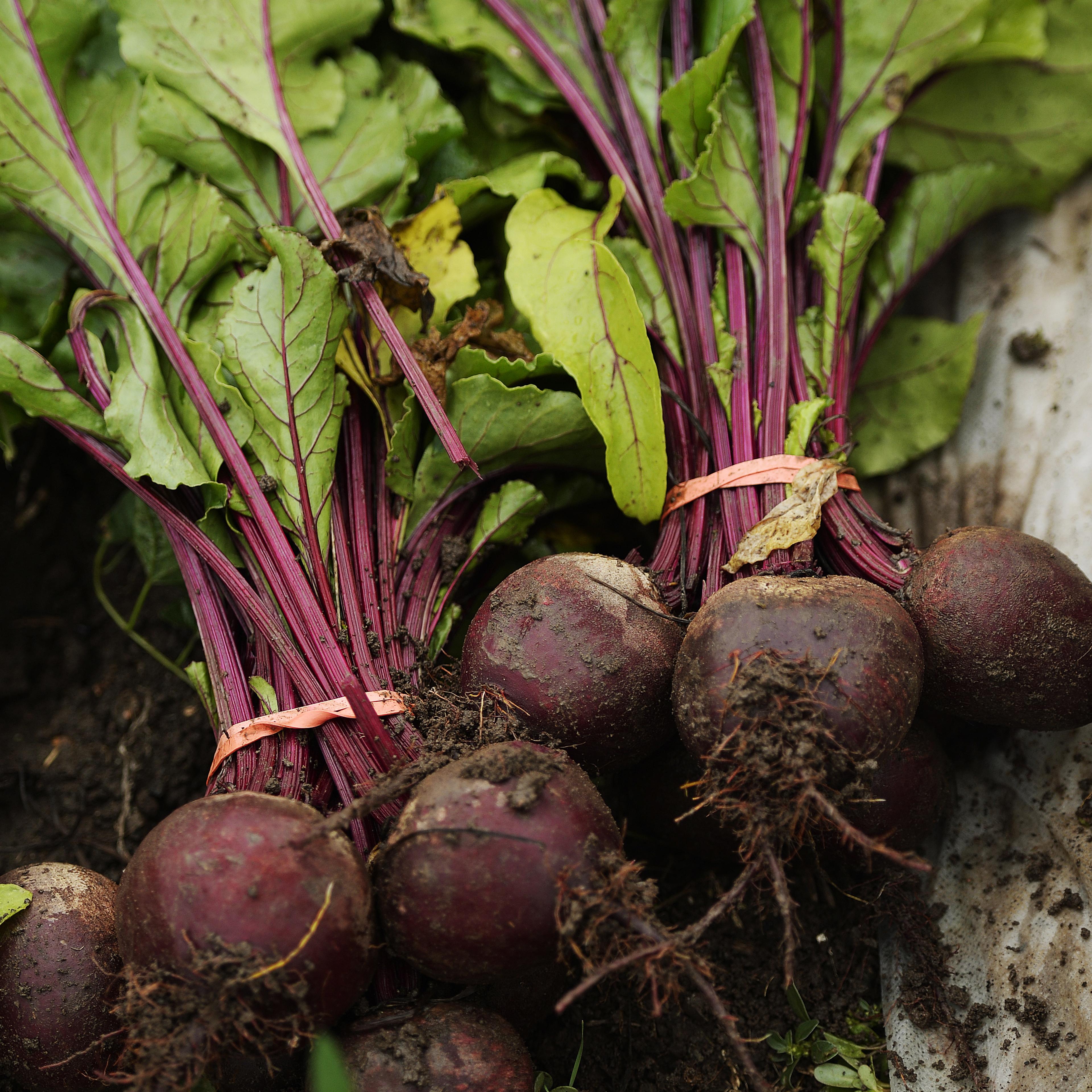 Golden Acre Farm, a small organic veggie farm next to North Table Mountain in Golden