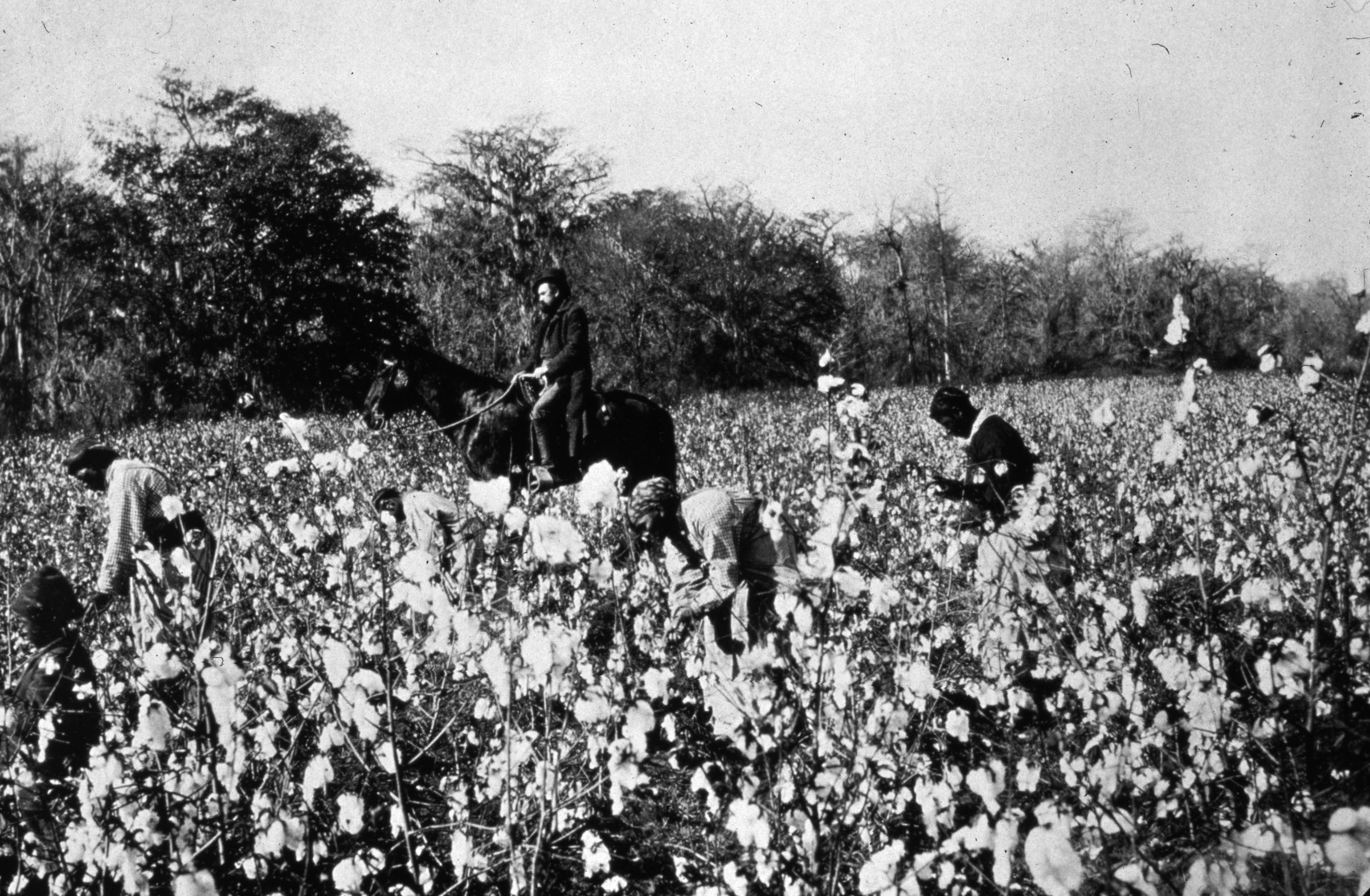 Southern Cotton Field