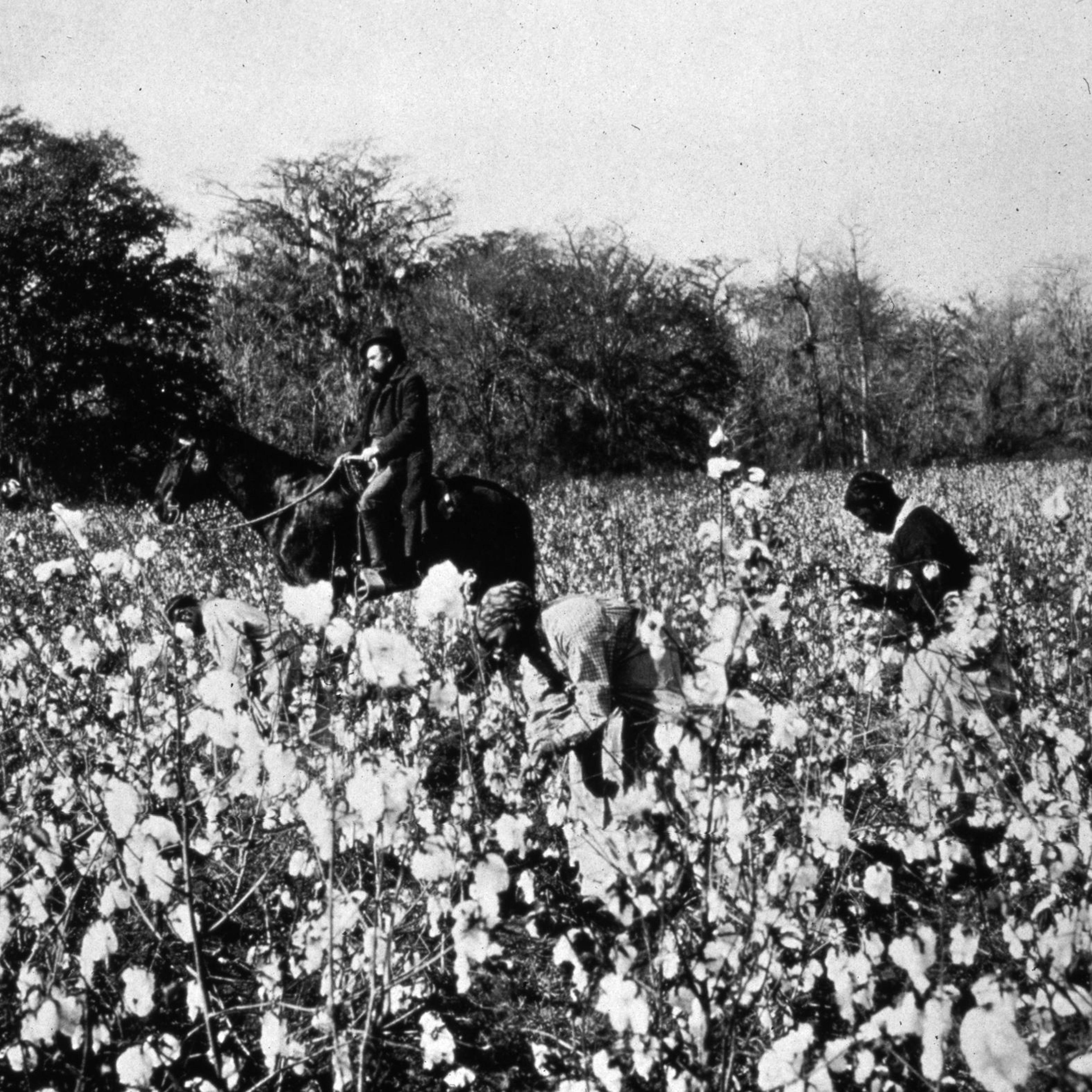 Southern Cotton Field