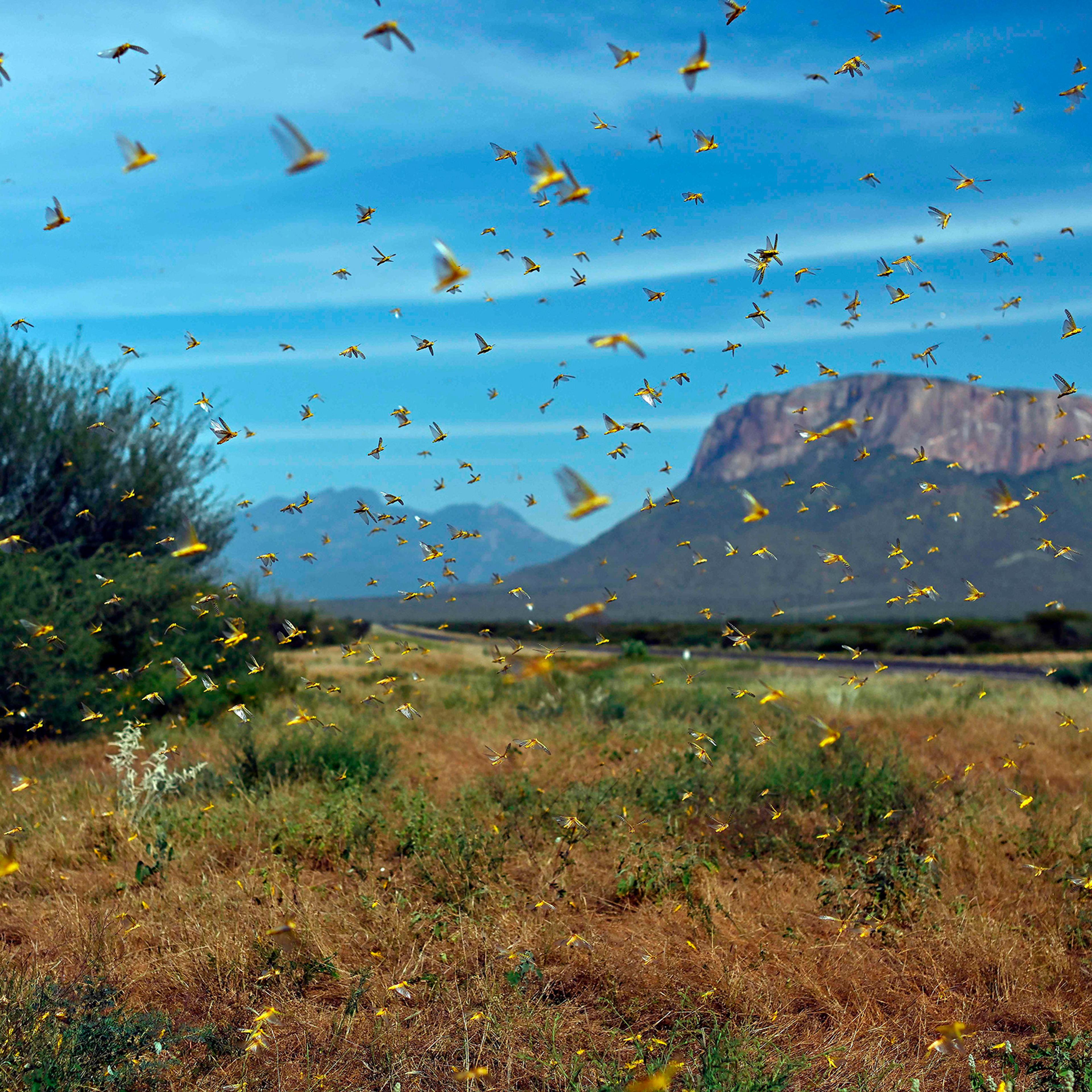 Locusts swarm up from vegetation near Archers Post, north of Nairobi, on Jan. 22