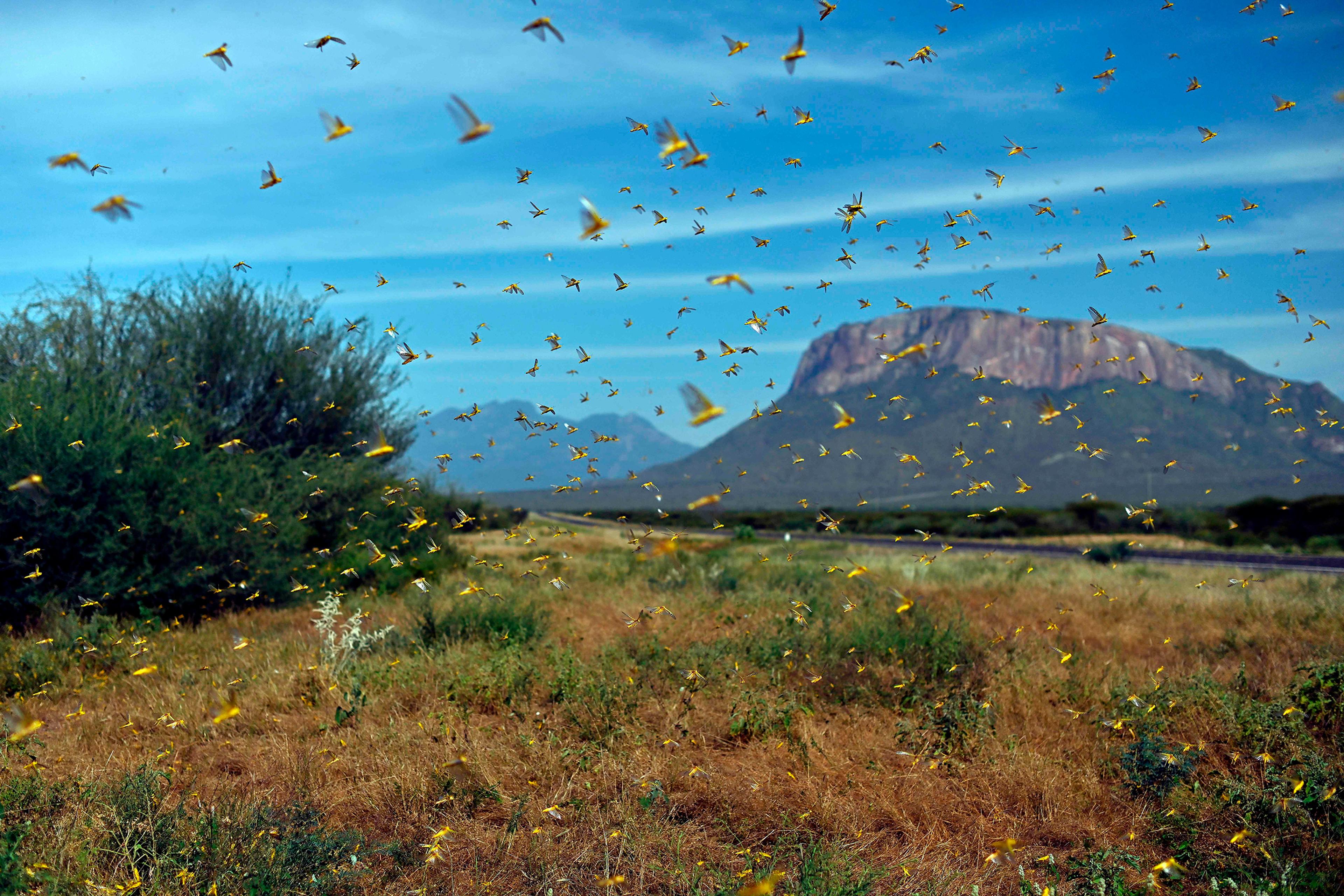 Locusts swarm up from vegetation near Archers Post, north of Nairobi, on Jan. 22