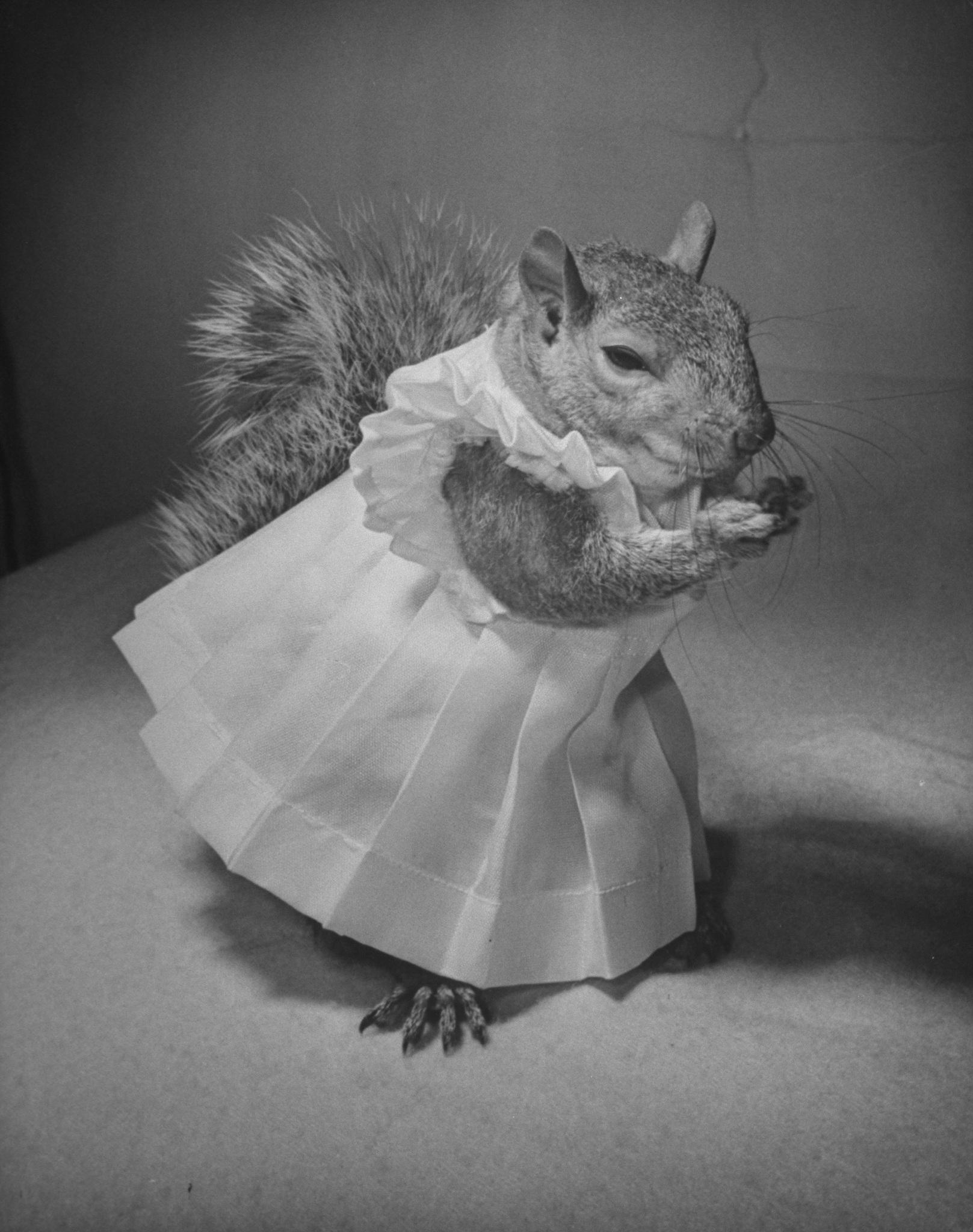 A Squirrel's Guide to Fashion