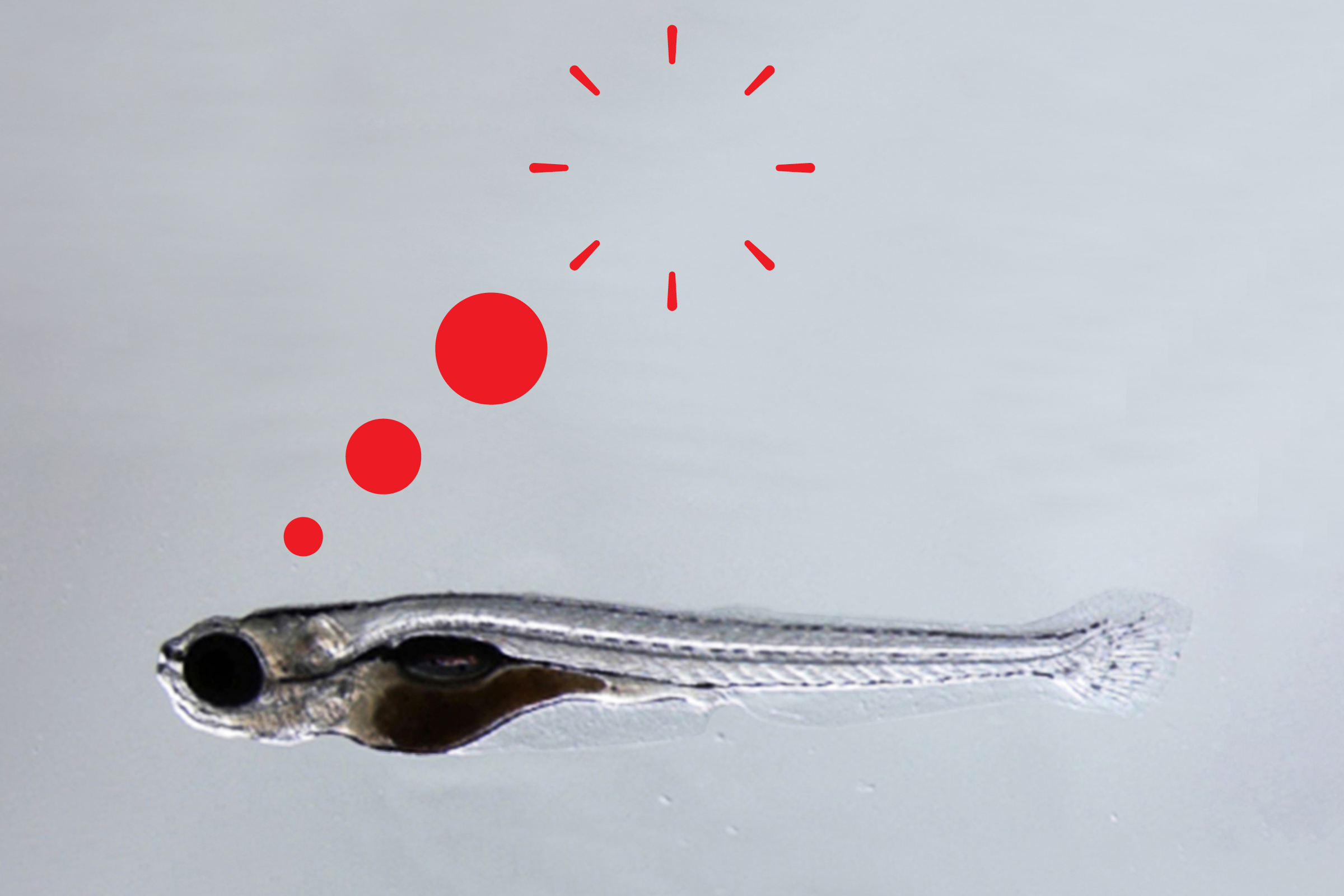 Studies on the brains of zebrafish, like the one shown here, are helping scientists better understand memory, and the power of forgetting. 
