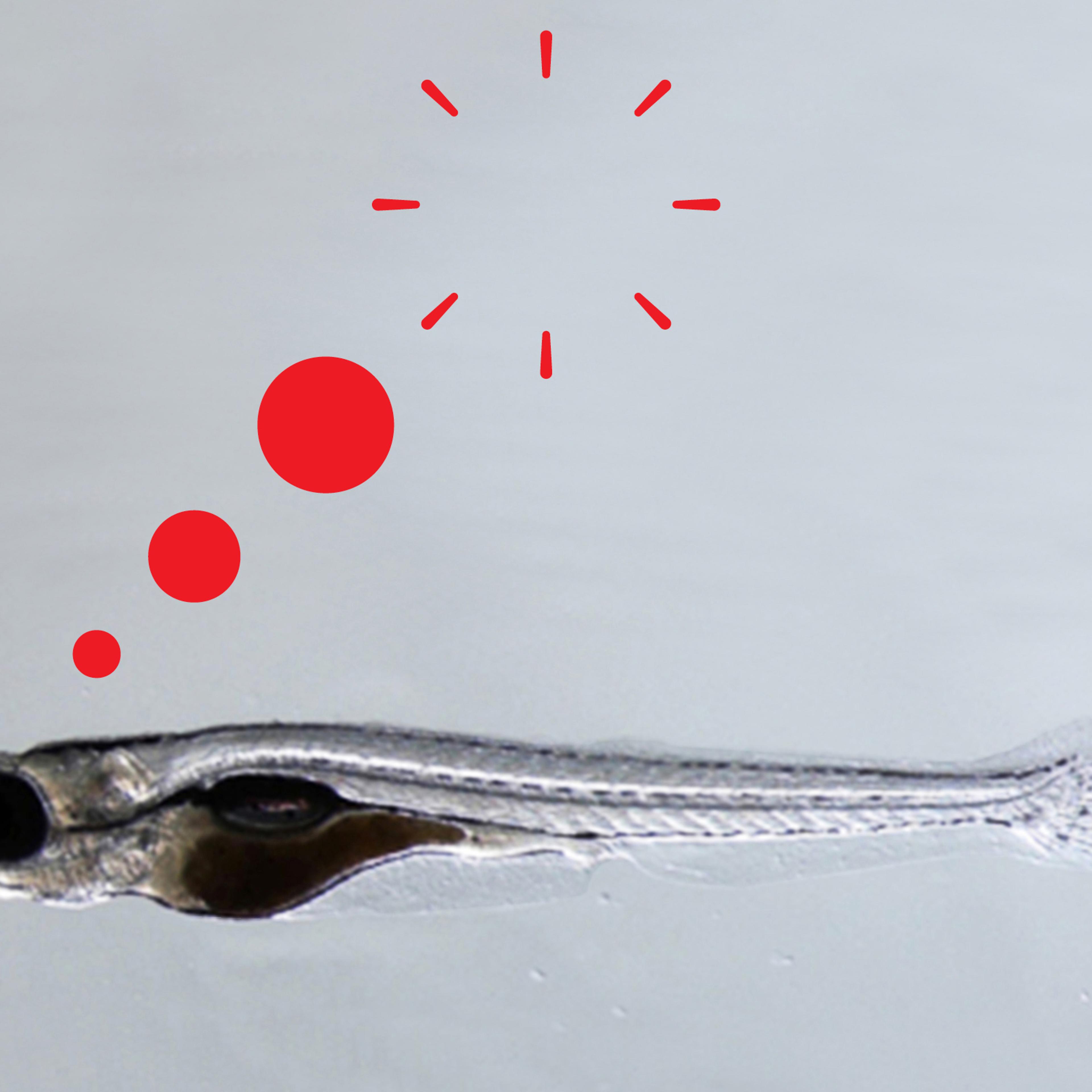 Studies on the brains of zebrafish, like the one shown here, are helping scientists better understand memory, and the power of forgetting.