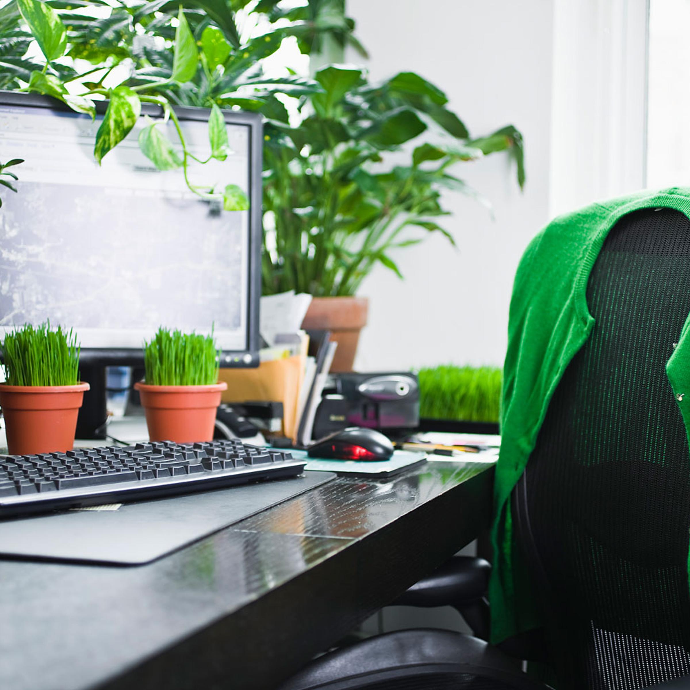 Desk with Plants
