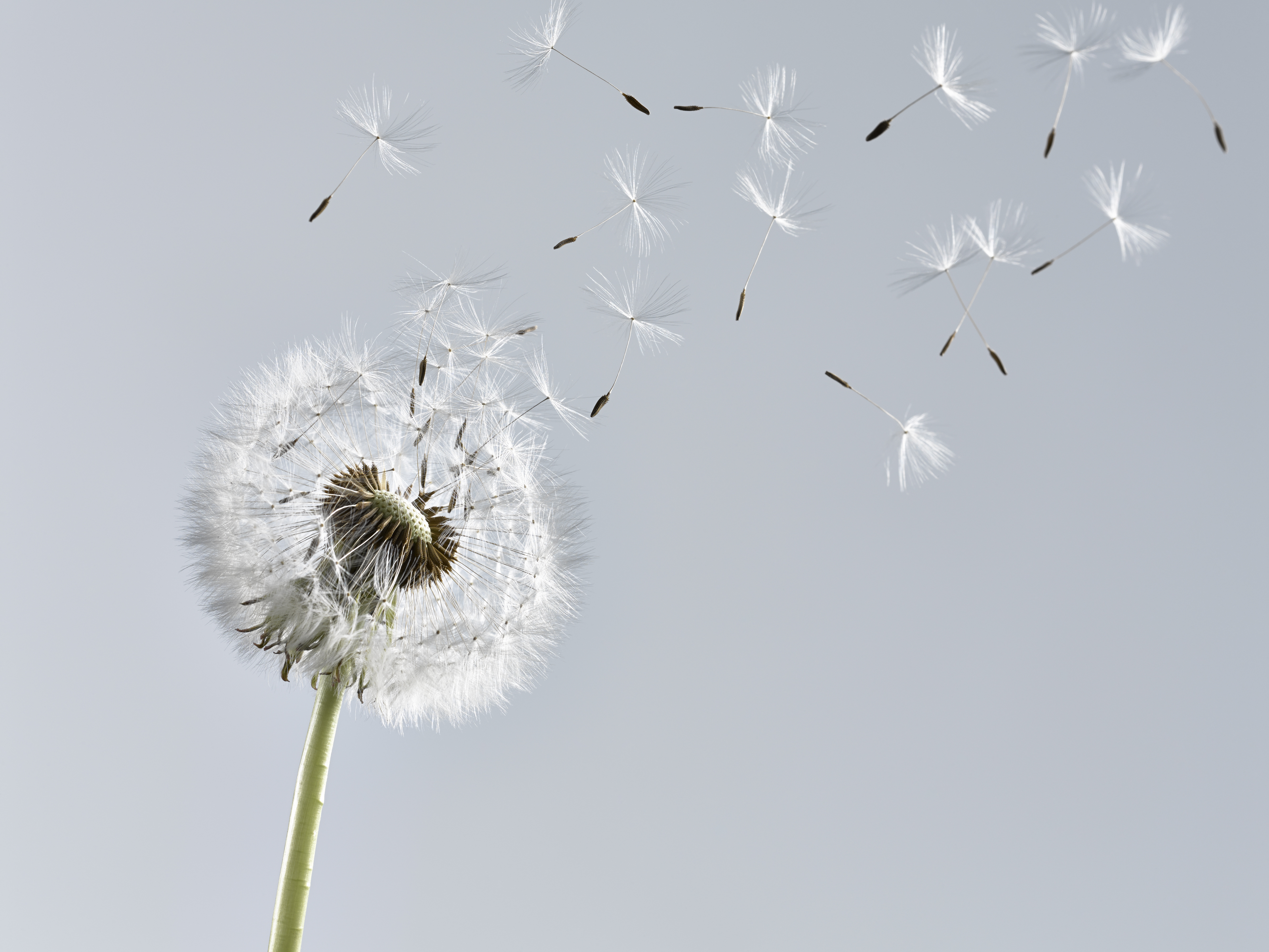 Close up of dandelion plant blowing in wind