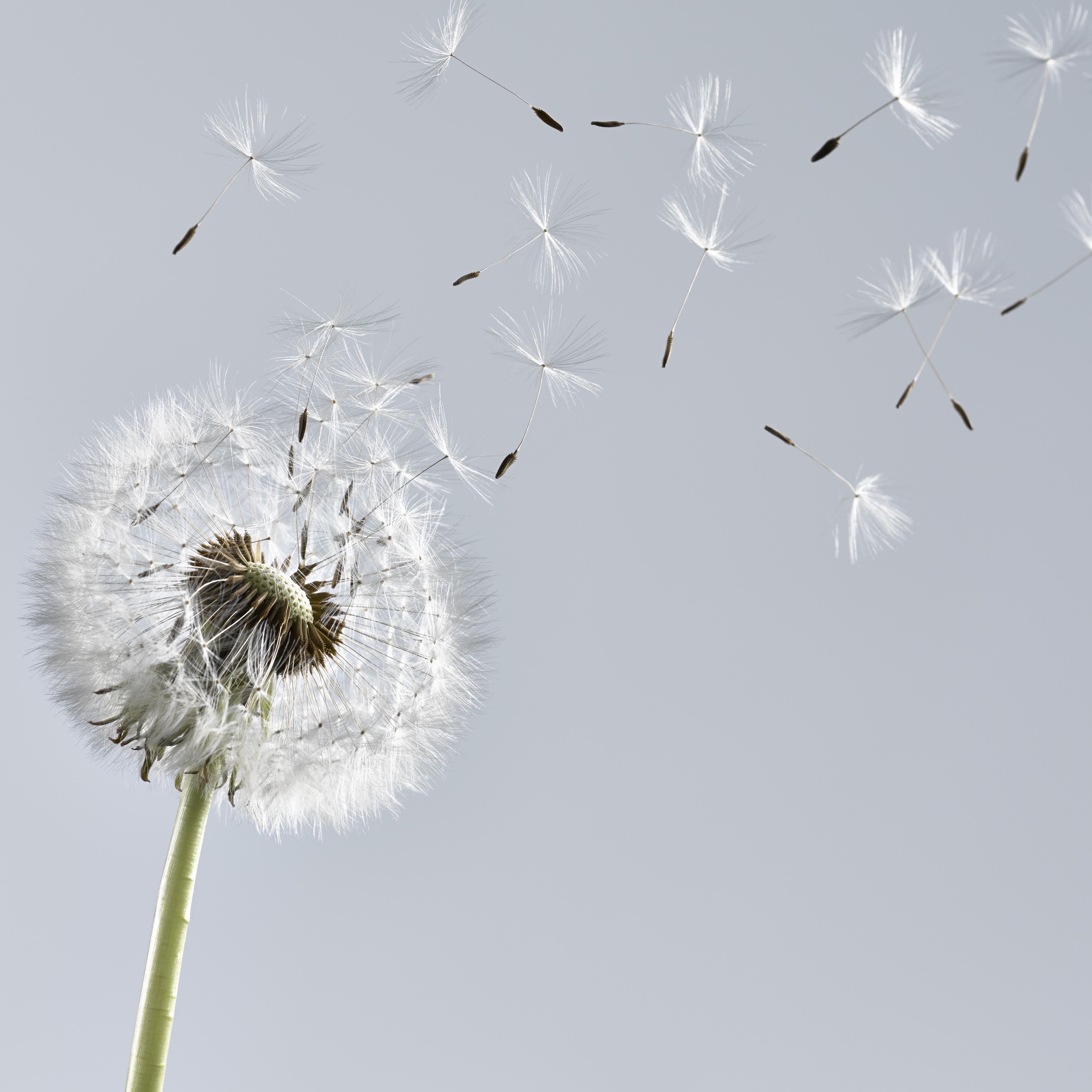 Close up of dandelion plant blowing in wind