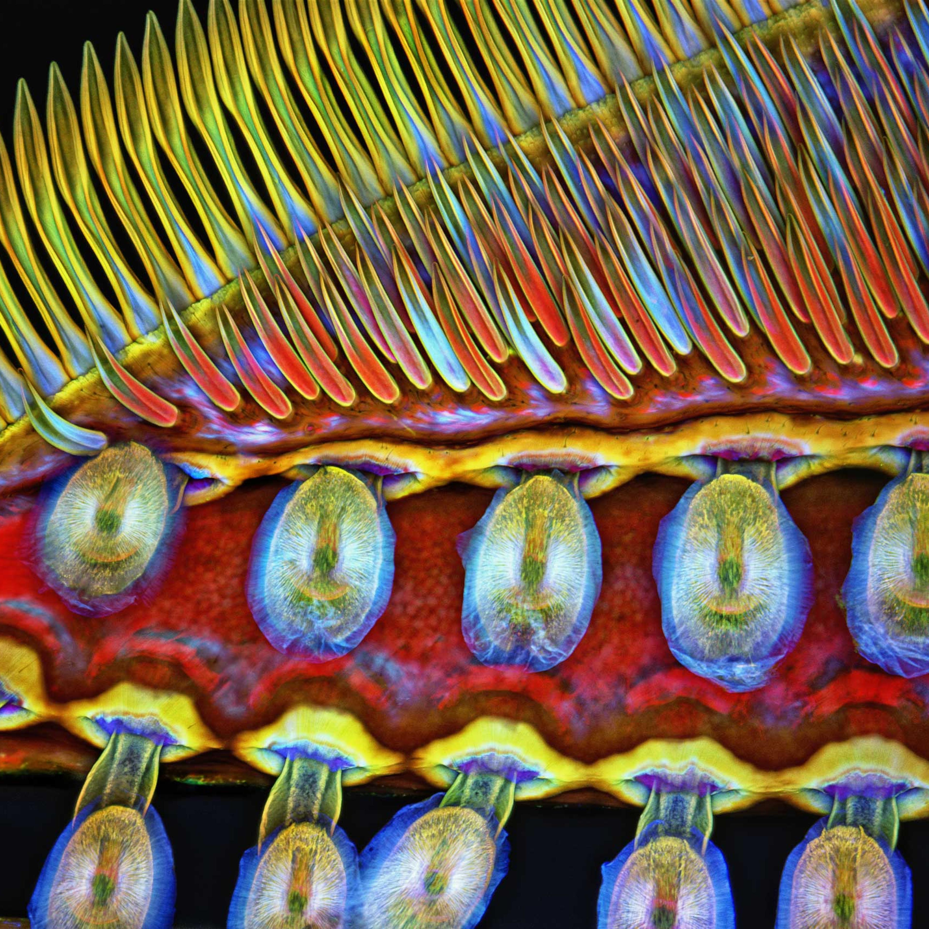 Part of the front foot of a giant diving beetle at 100x magnification.