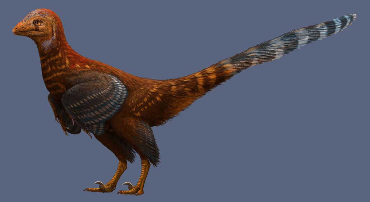 An illustrated life reconstruction of Jianianhualong tengi shows off its asymmetrical feathers. 