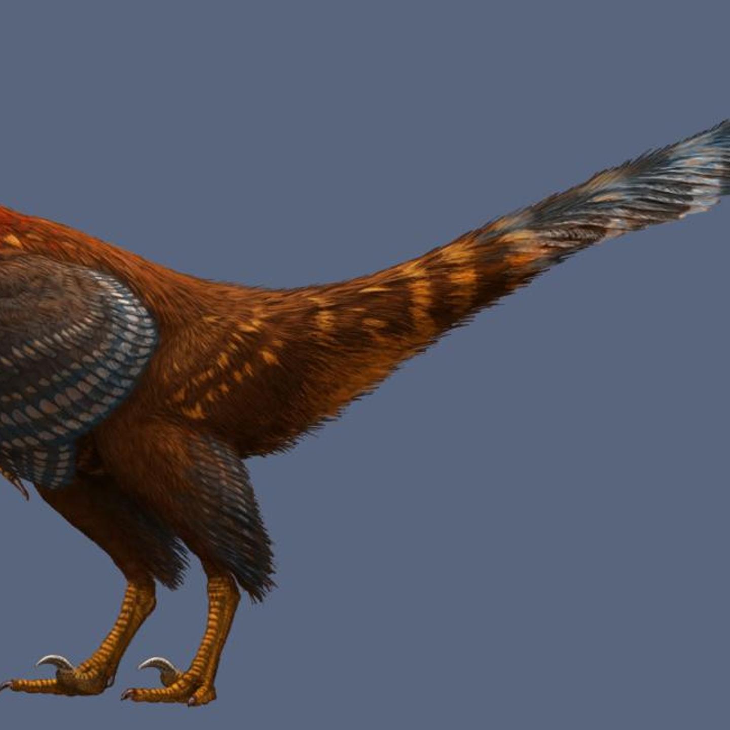 An illustrated life reconstruction of Jianianhualong tengi shows off its asymmetrical feathers.