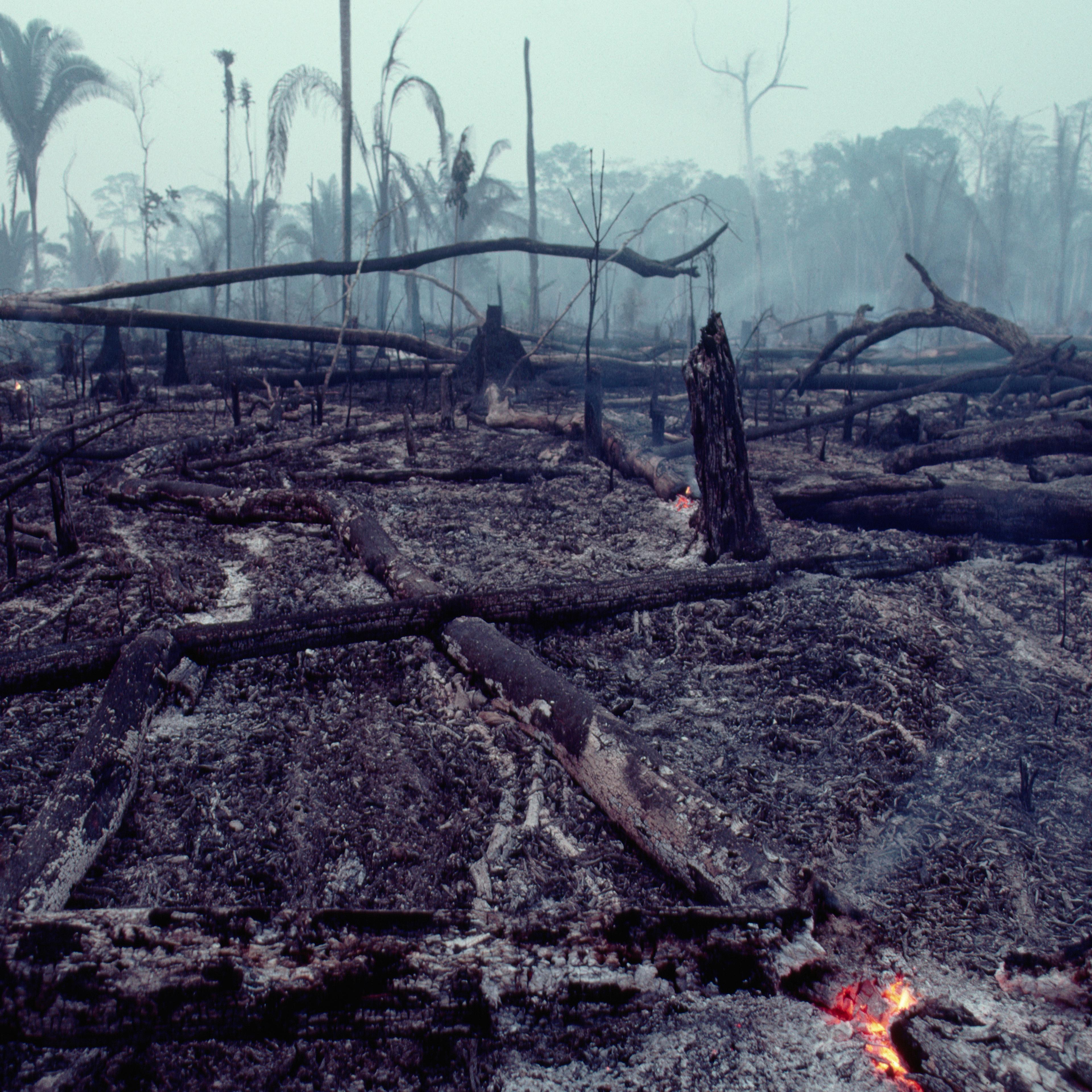 Logging Slash Burned
