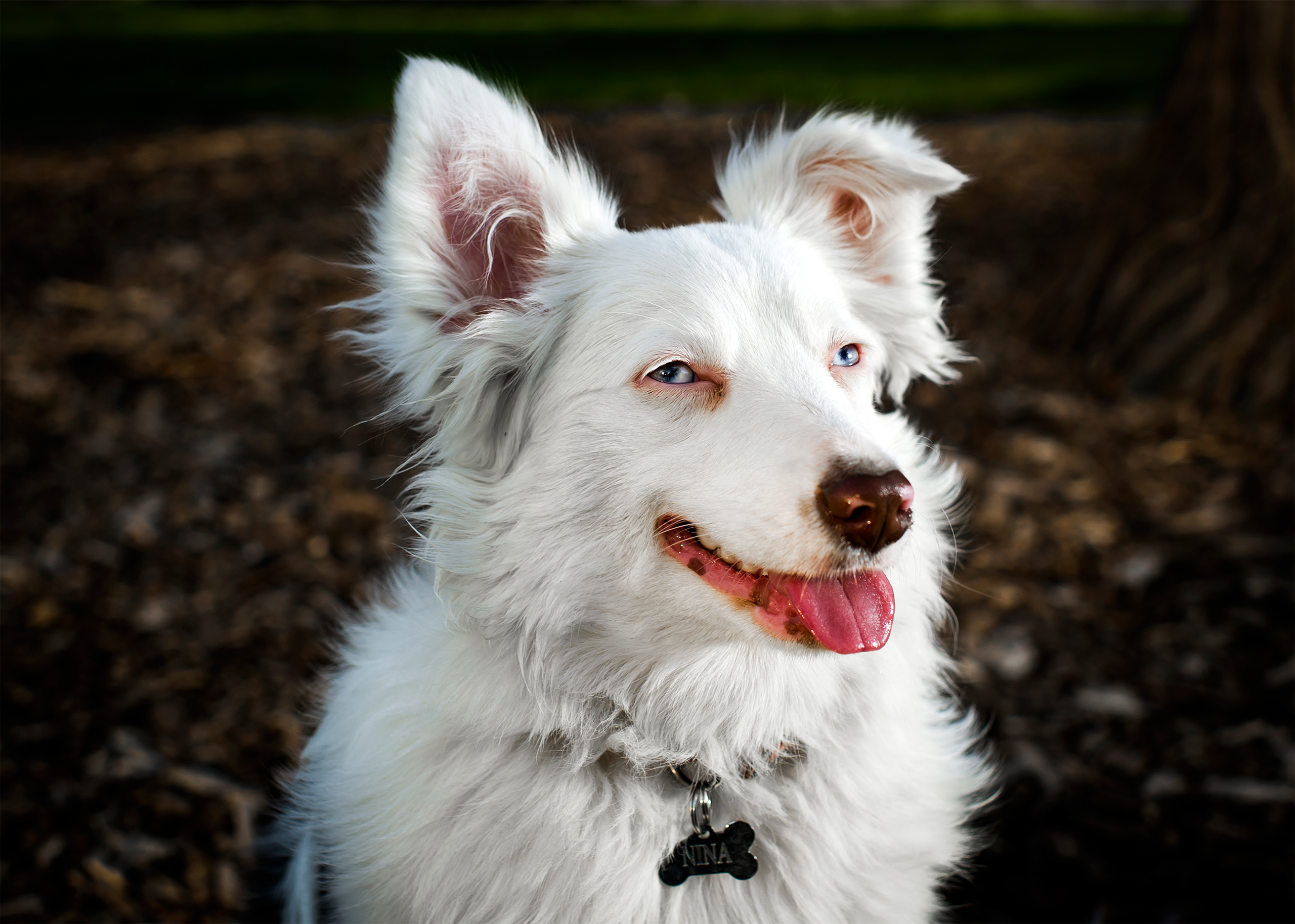 Nina, an 8-month old Mini Australian Shepherd photographed in New York, NY on April 18, 2017.