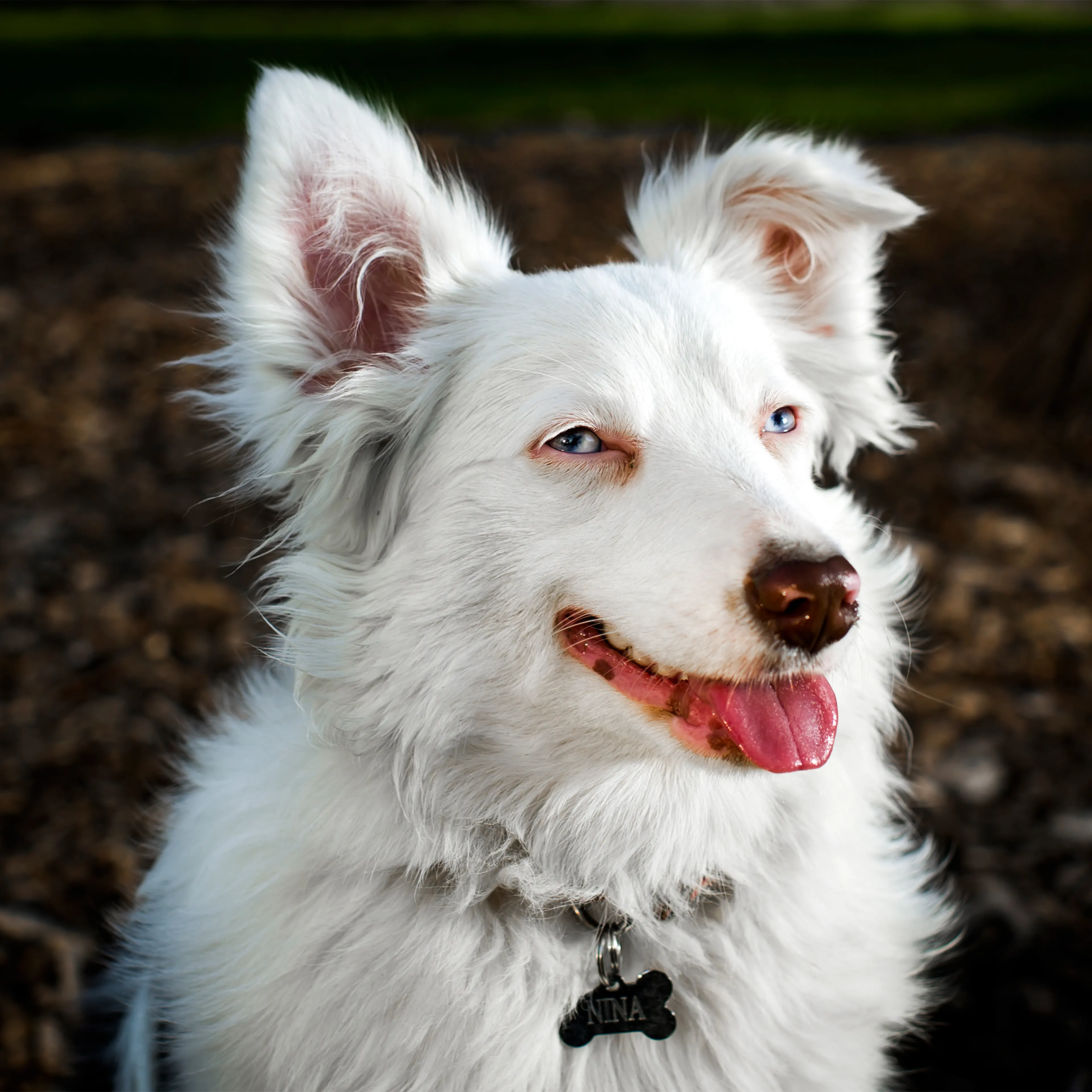 Nina, an 8-month old Mini Australian Shepherd photographed in New York, NY on April 18, 2017.