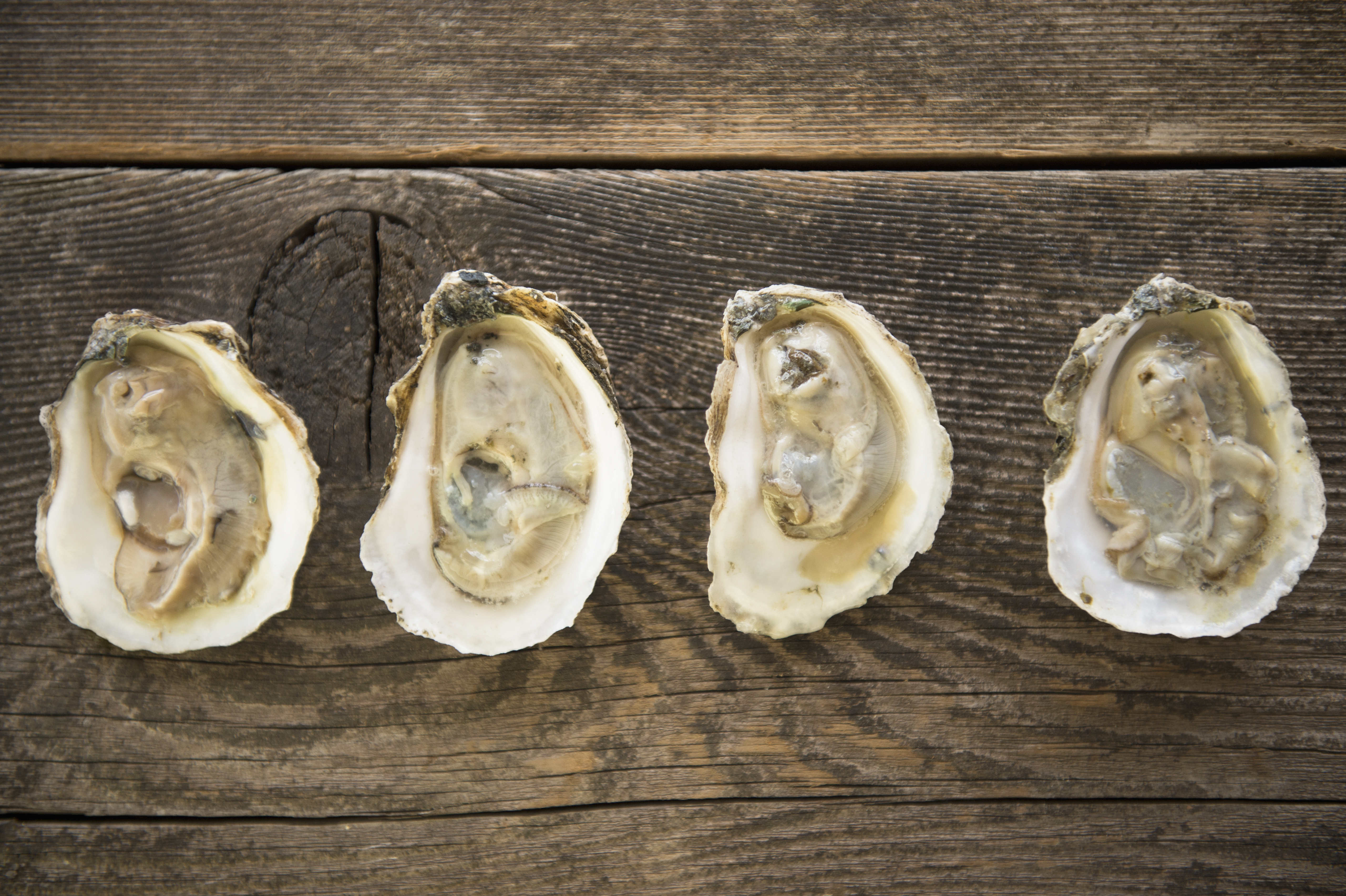 Oysters