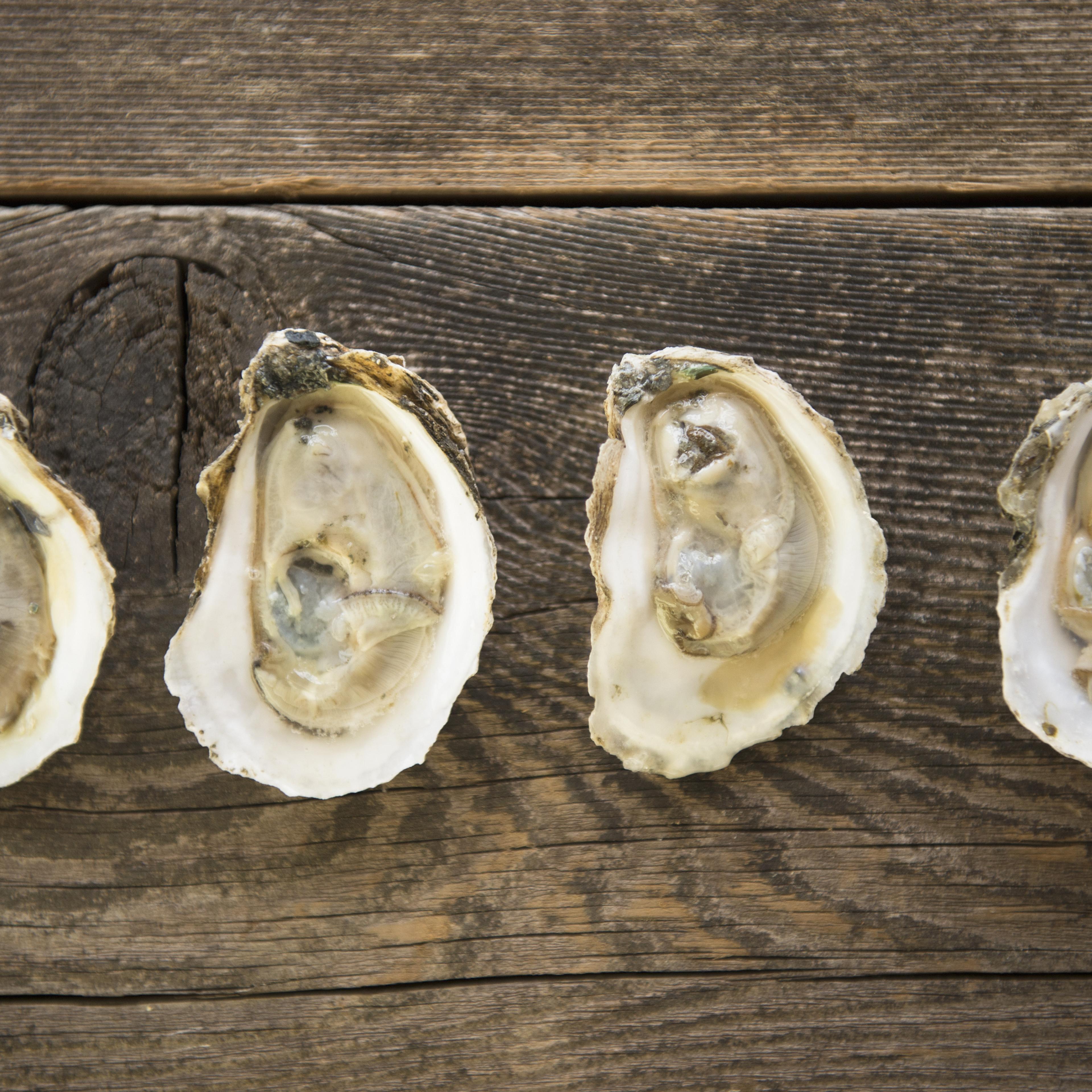 Oysters