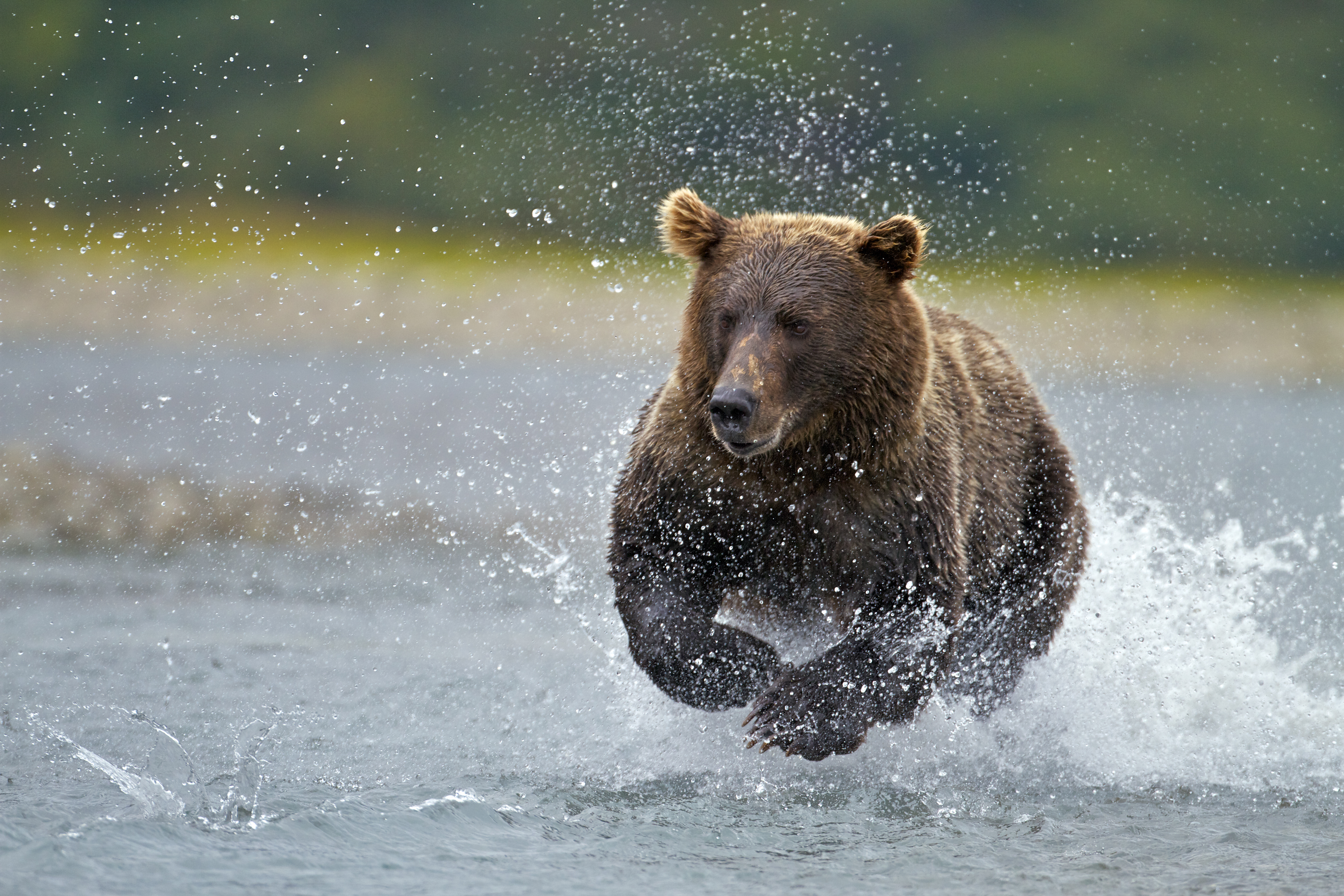 Brown Bears Fishing In Alaska