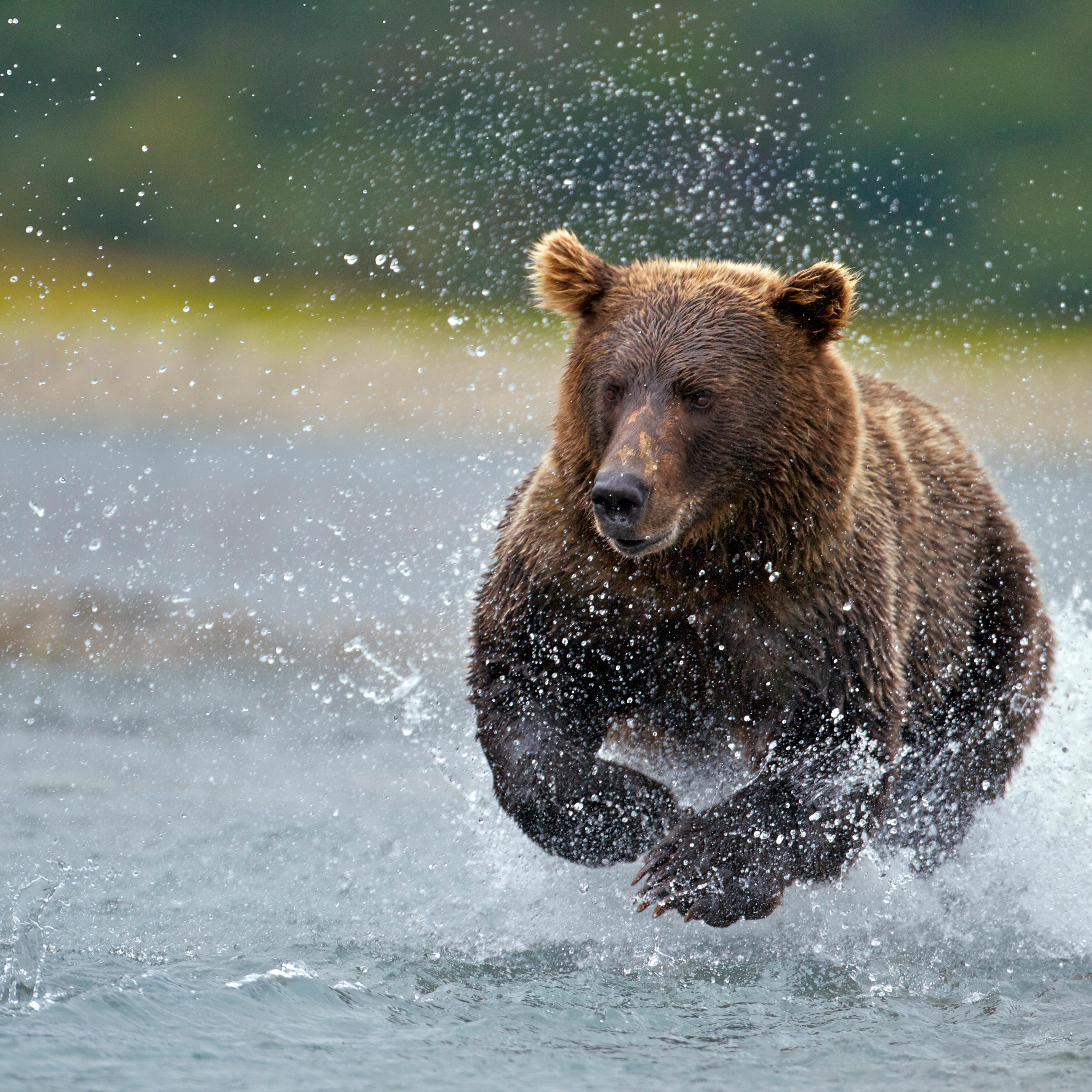 Brown Bears Fishing In Alaska