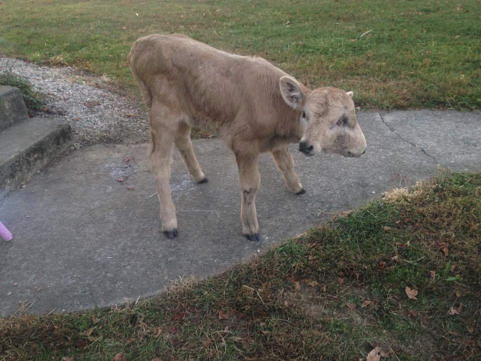 Two Faced Calf