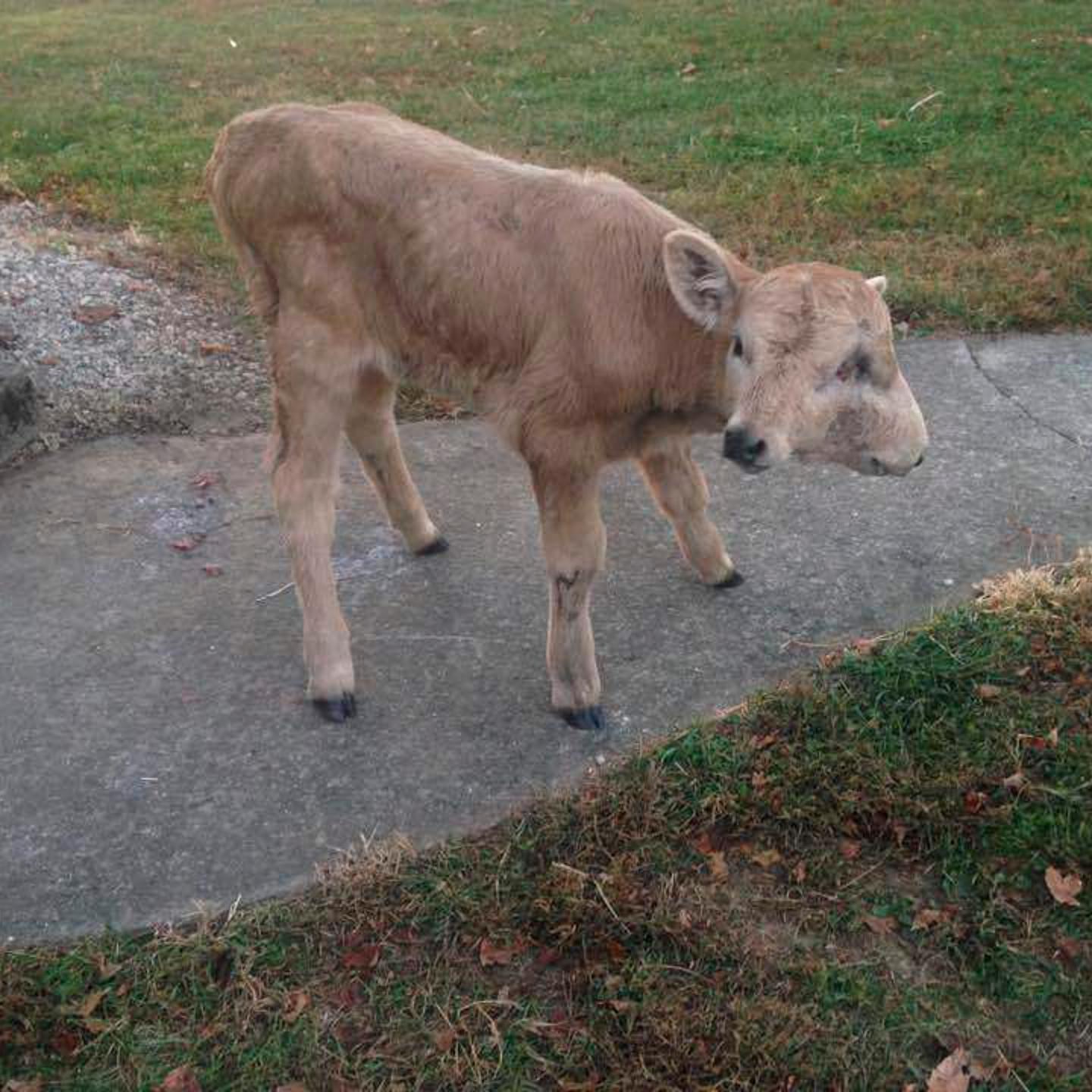 Two Faced Calf
