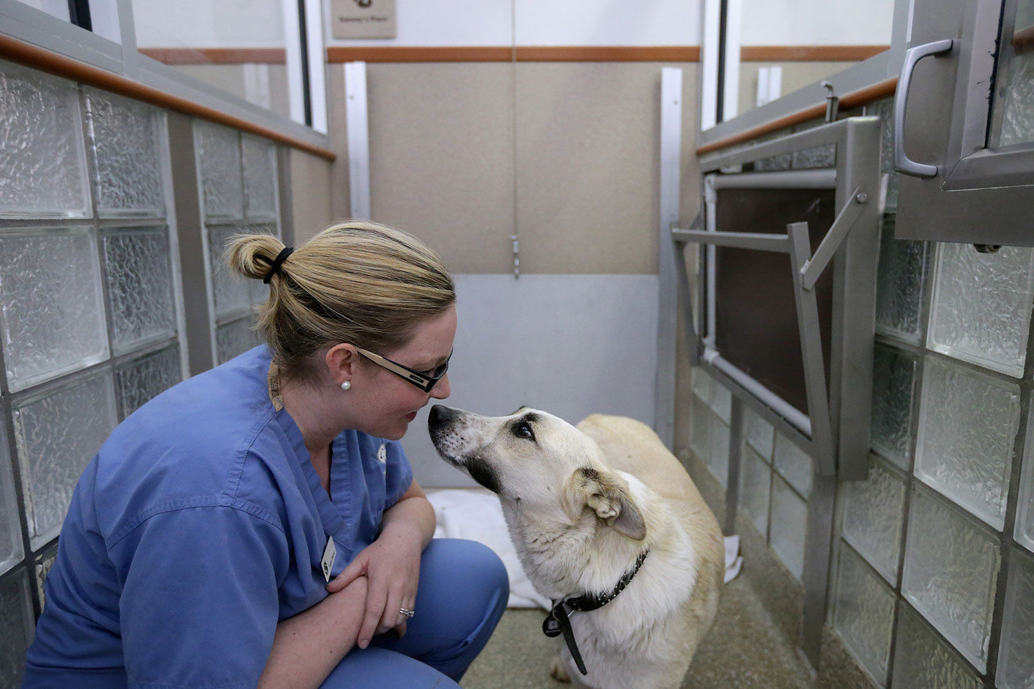Washington Animal Rescue League Intake Director Maureen Sosa visits with a stray dog from Sochi, Russia, inside its 'doggie den' at the league's shelter March 27, 2014 in Washington, DC.