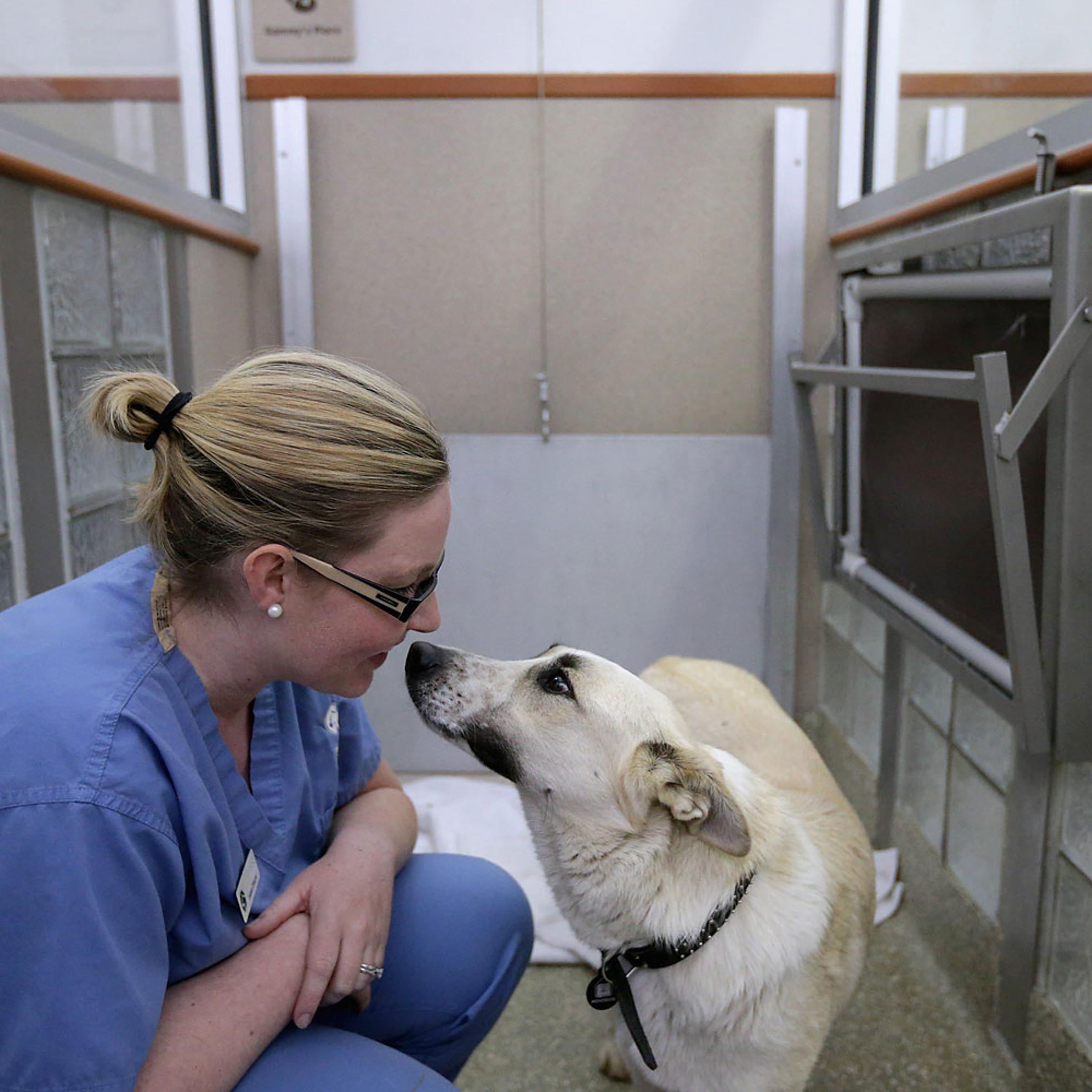 Washington Animal Rescue League Intake Director Maureen Sosa visits with a stray dog from Sochi, Russia, inside its 'doggie den' at the league's shelter March 27, 2014 in Washington, DC.