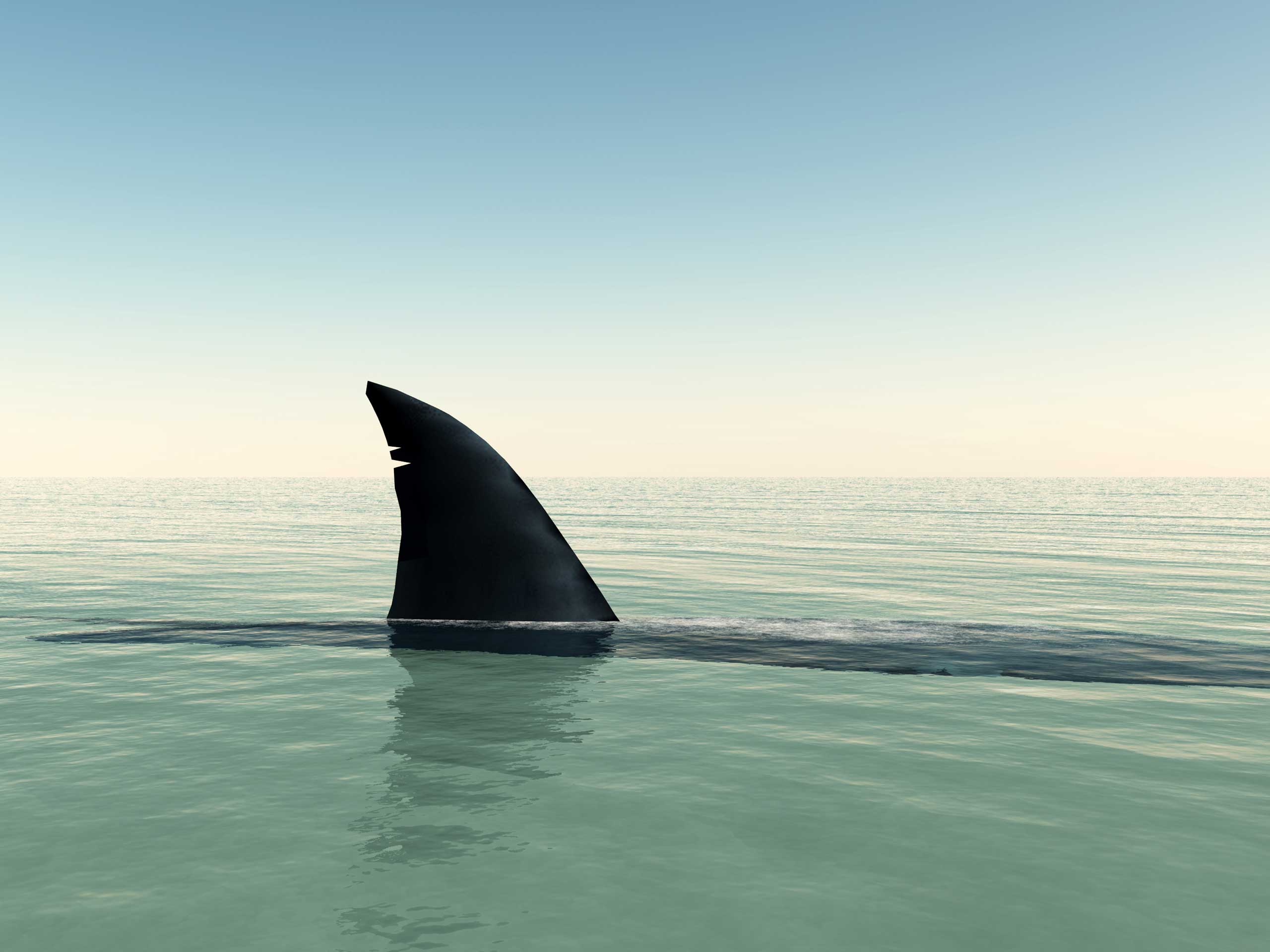 Shark