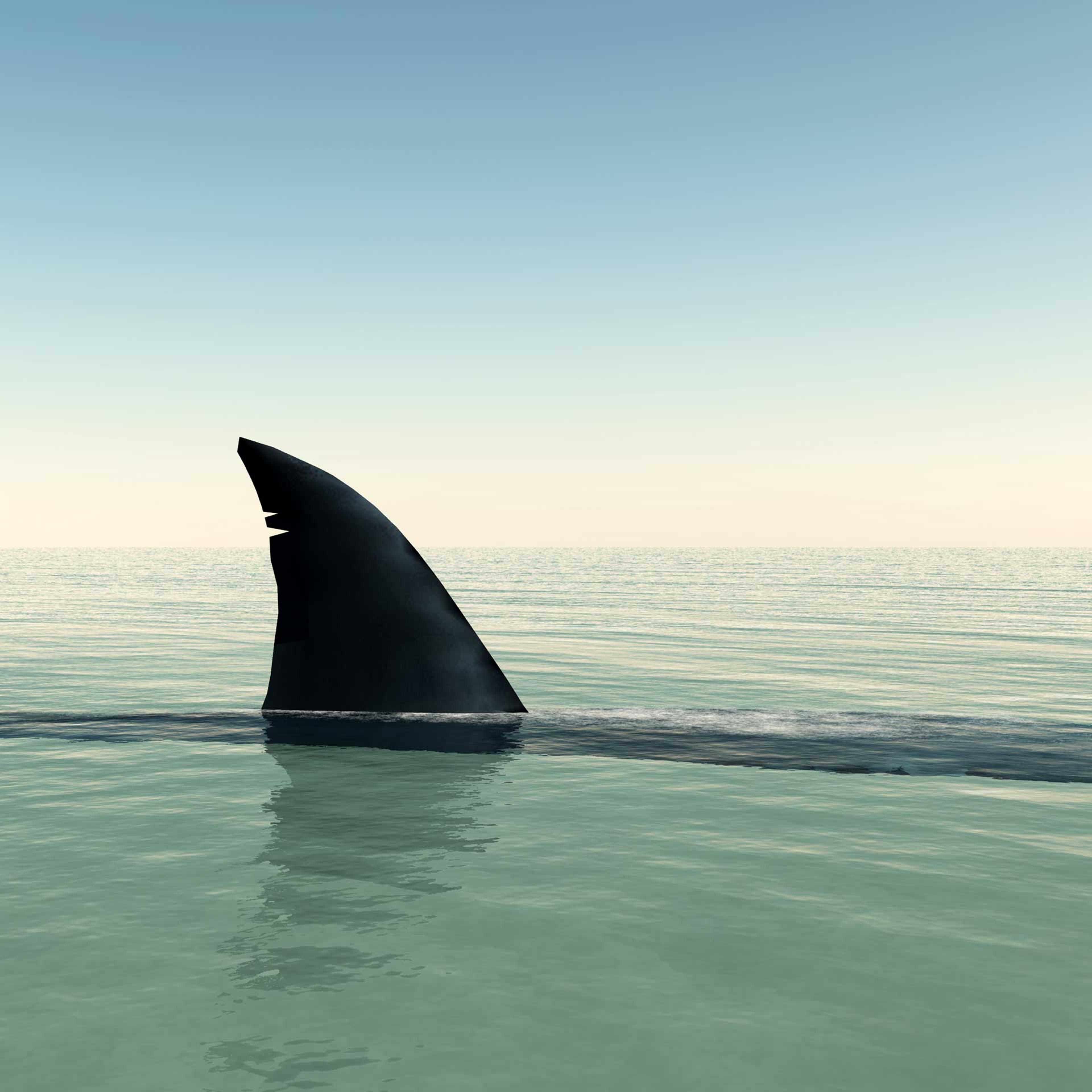 Shark