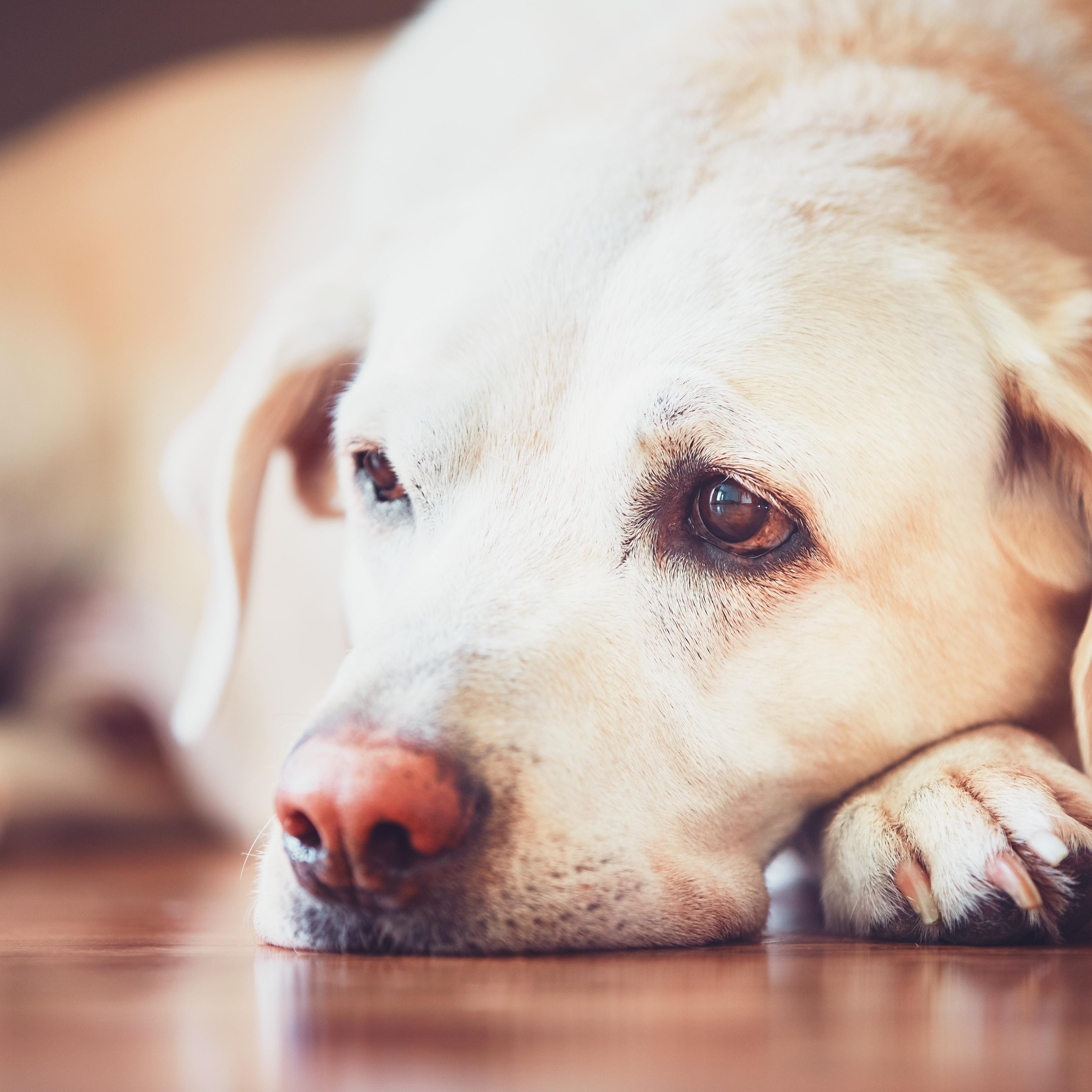 Close-Up Portrait Of Dog Lying Down