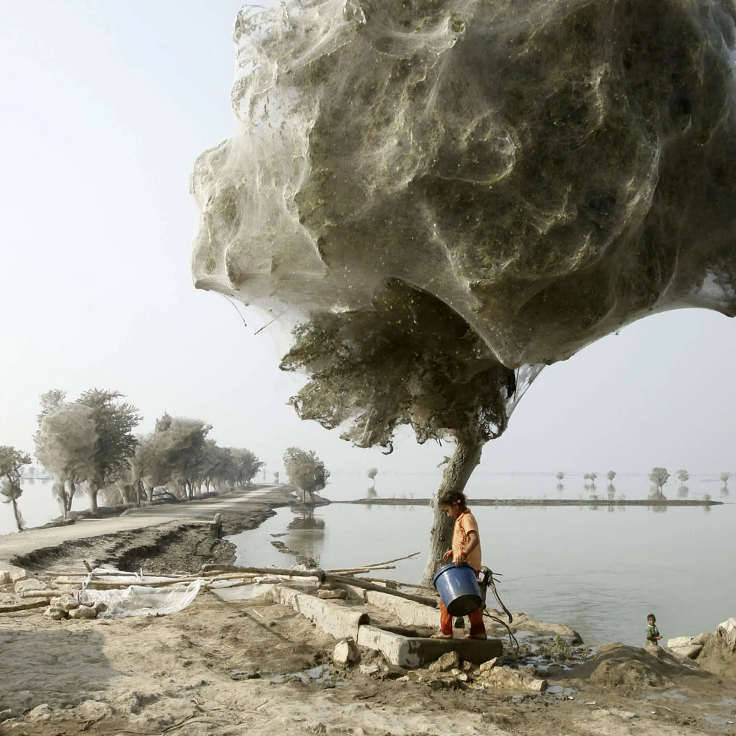 Trees covered with spider webs in flood affected Sindh province, Pakistan.
