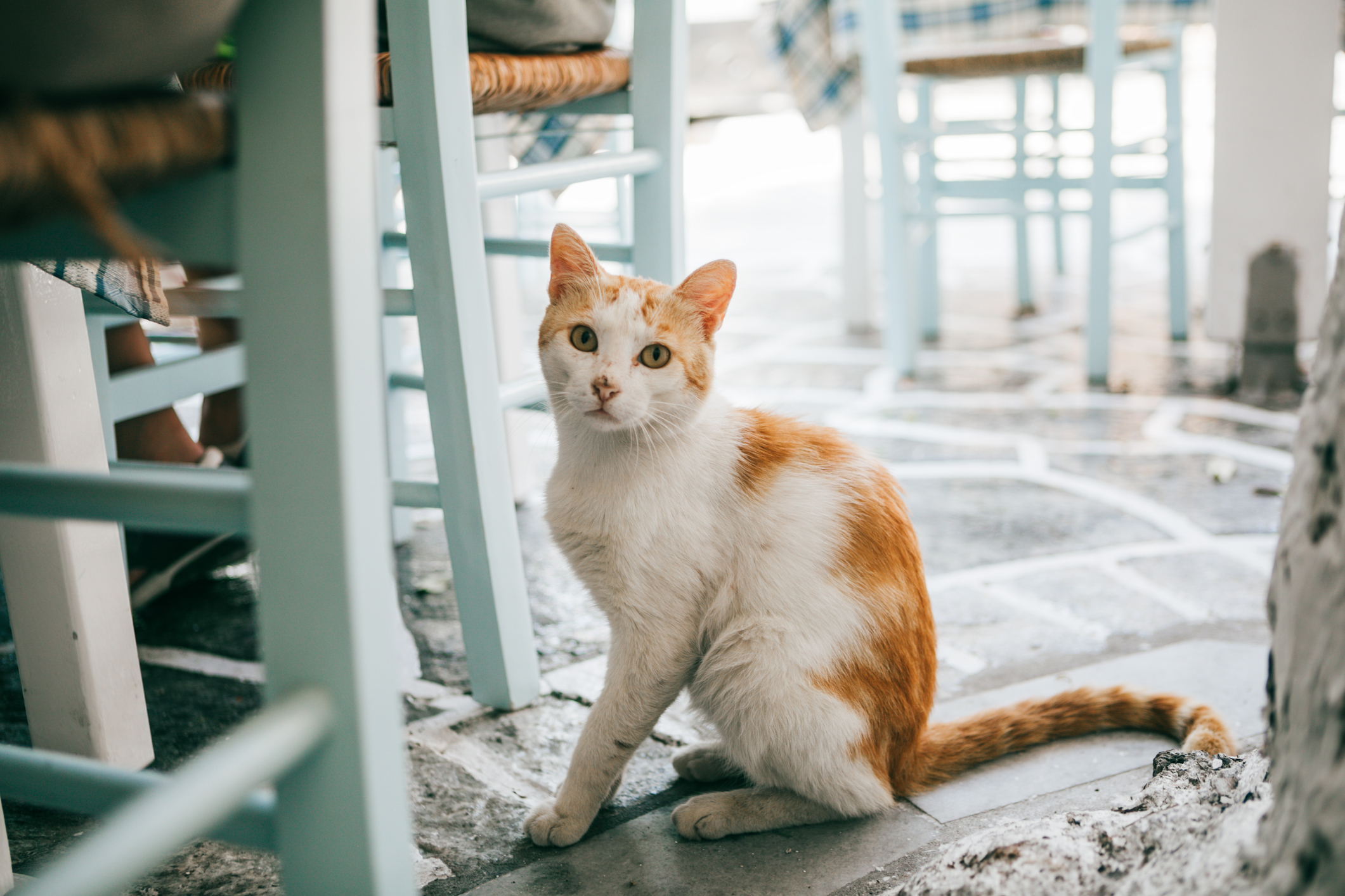 cat